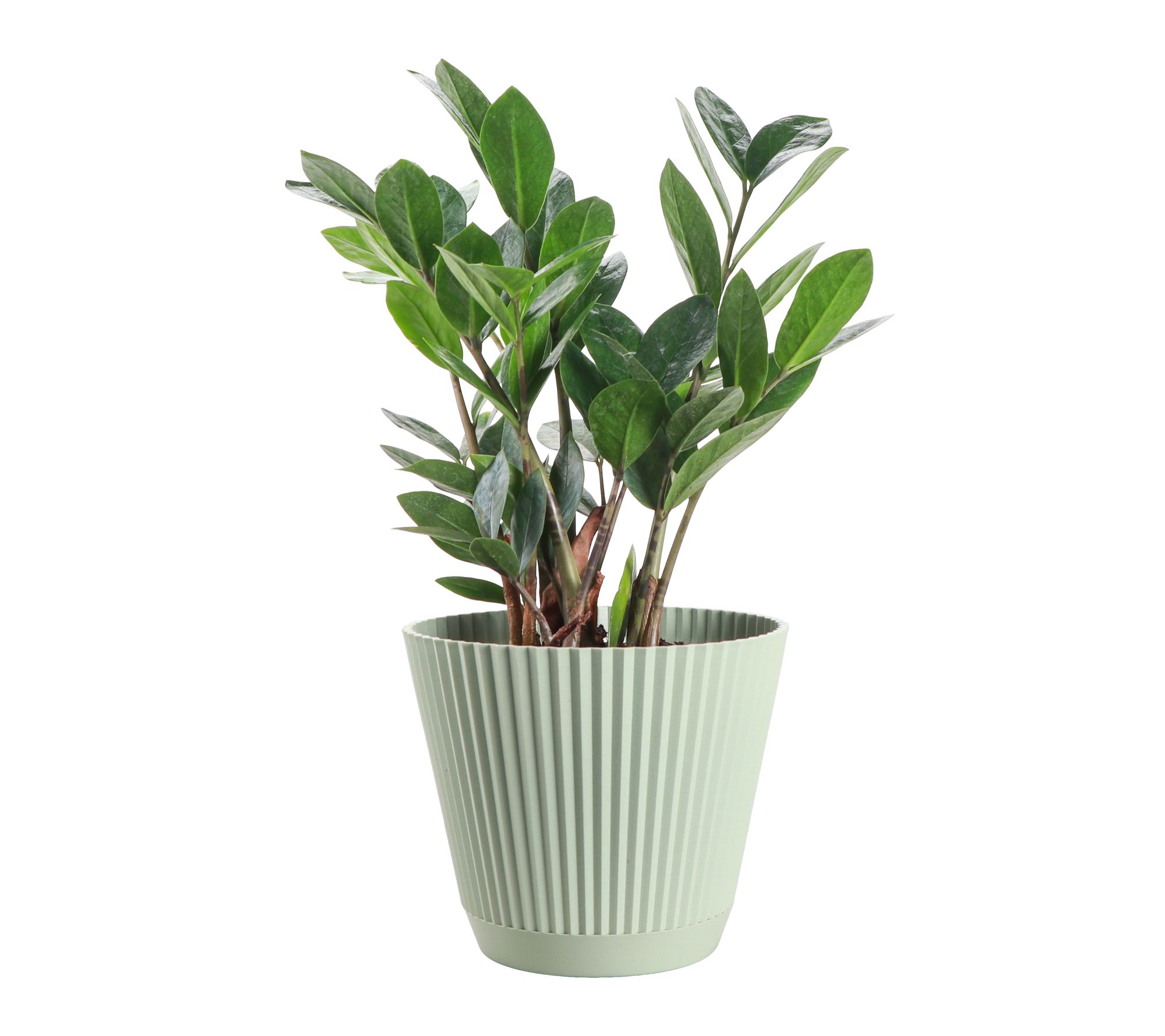 Thorsen's Greenhouse Live 6" ZZ Plant in Ruffle Pot