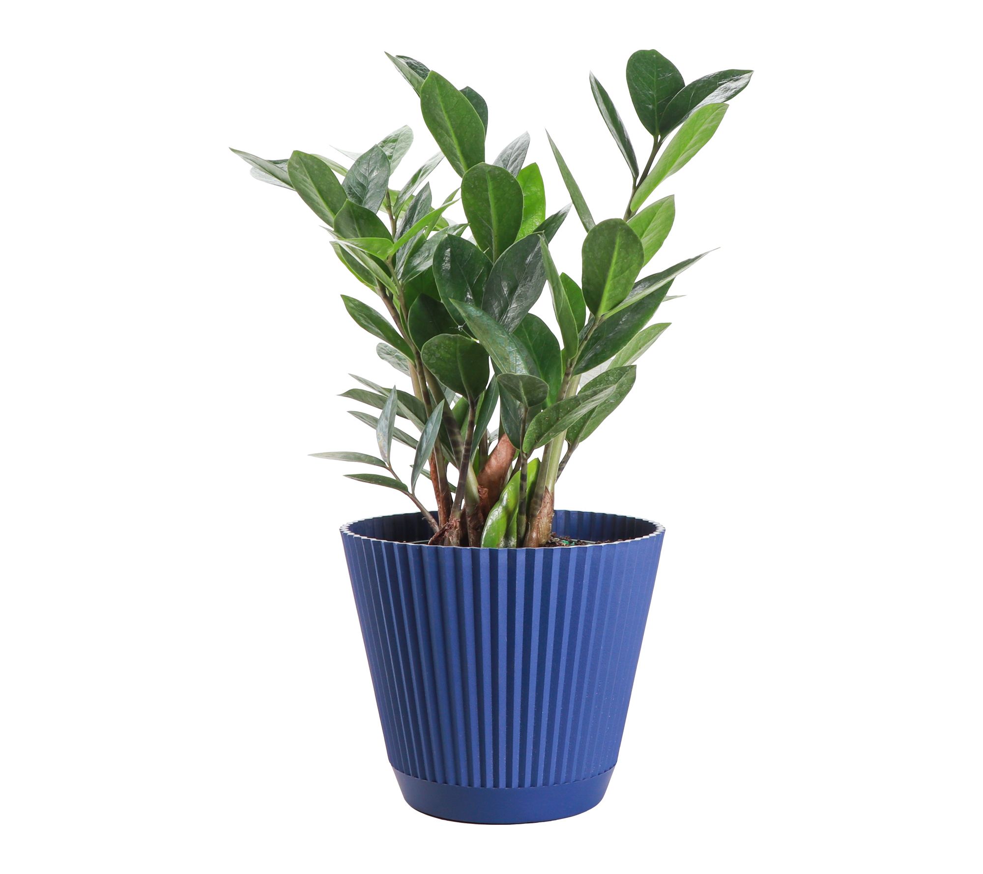 Thorsen's Greenhouse Live 6" ZZ Plant in Ruffle Pot