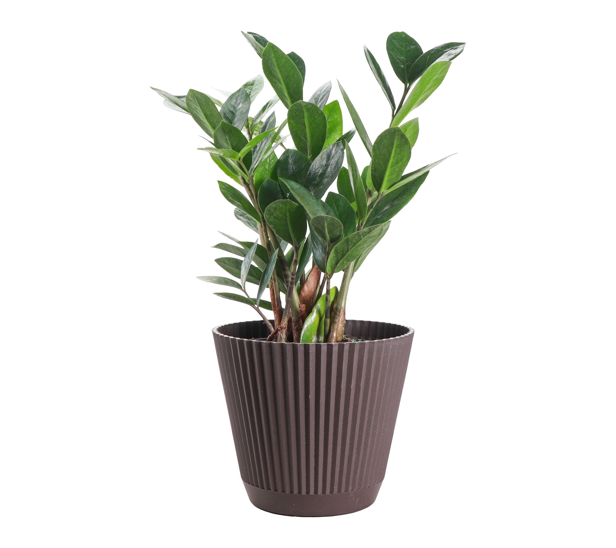 Thorsen's Greenhouse Live 6" ZZ Plant in Ruffle Pot