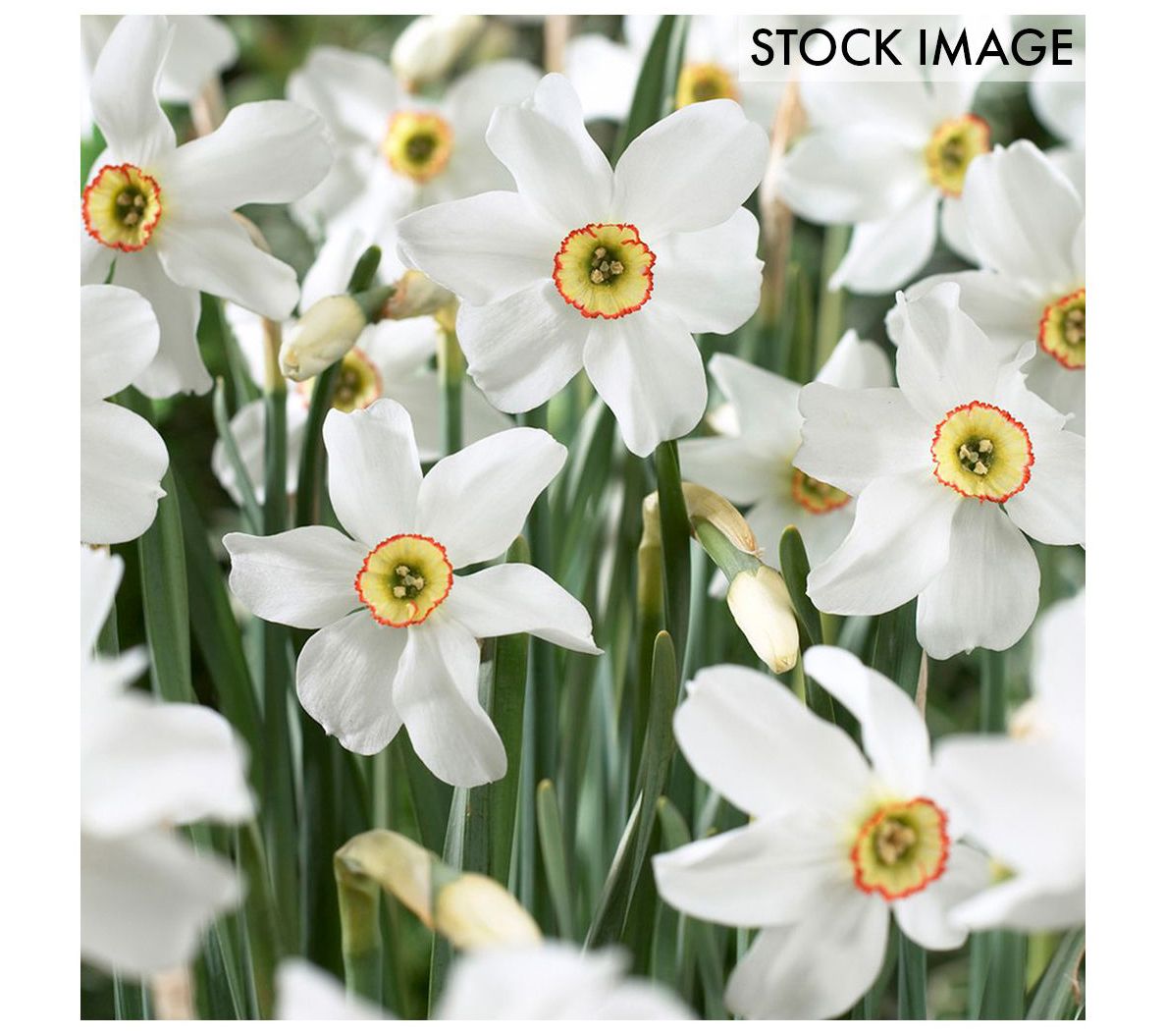 Van Zyverden Daffodils Pheasant's Eye Set of 12Bulbs