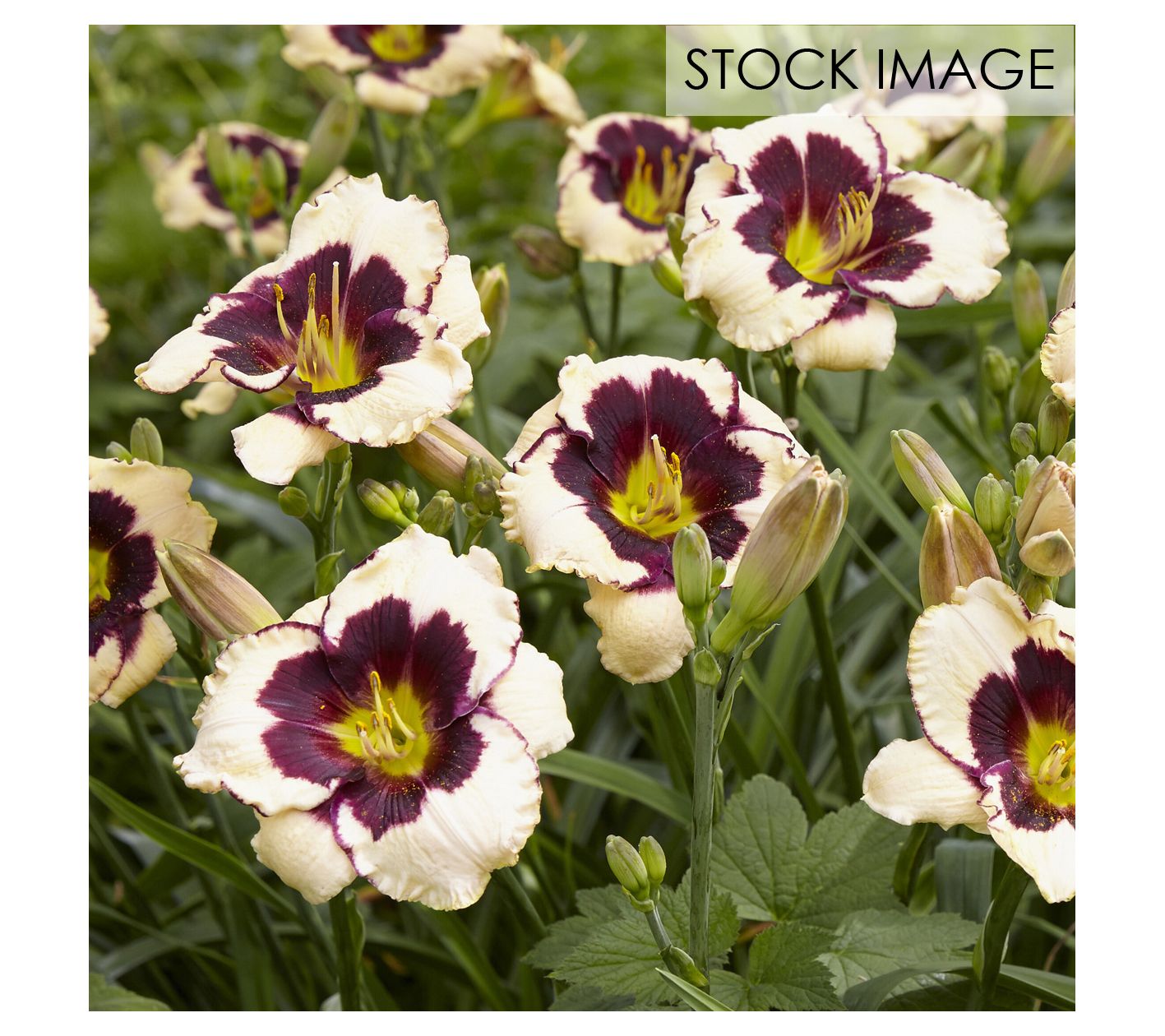 Van Zyverden Daylilies Celebration of Angeles Set of 5 Roots