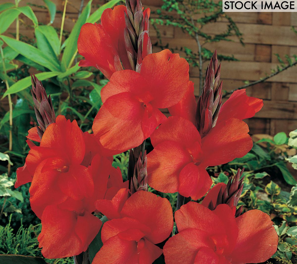 Van Zyverden Cannas Red King Humbert Set of 5 Bulbs