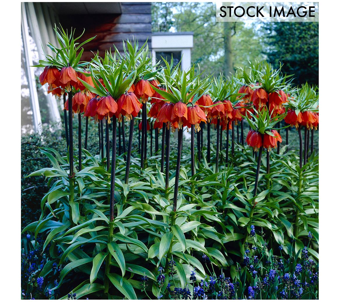 Van Zyverden Fritillaria Rubra Set of 3 Bulbs