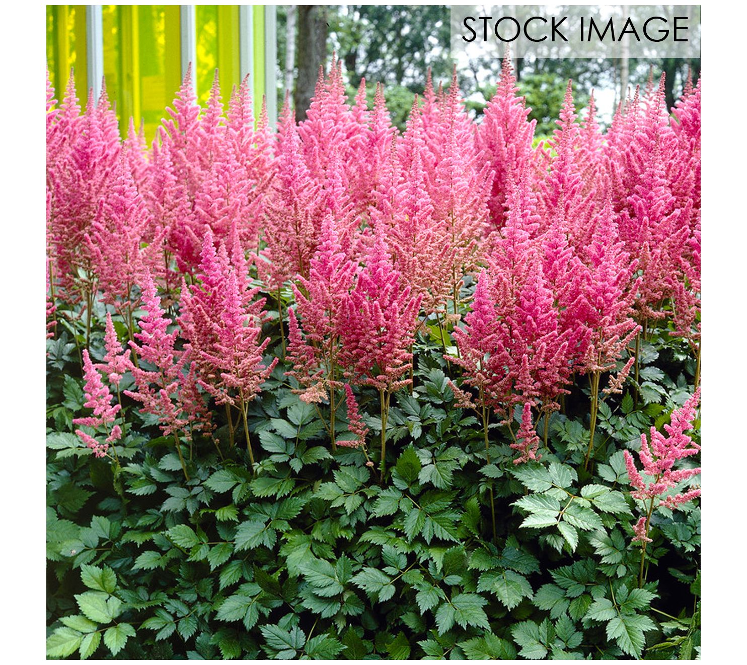 Van Zyverden Astilbe Visions Set of 5 Roots