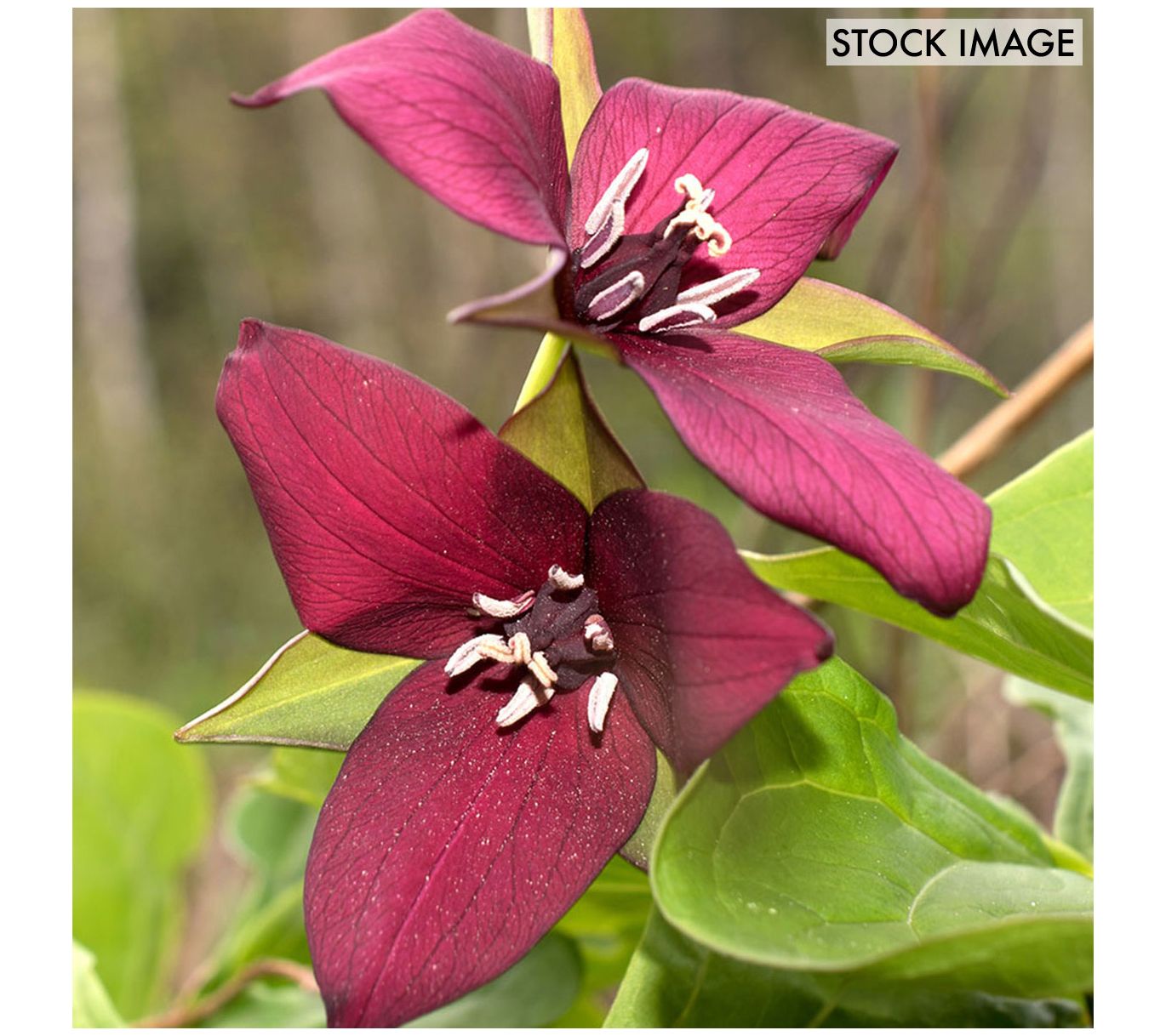 Van Zyverden Woodland Plant Trillium Erectum Set of 3 Roots
