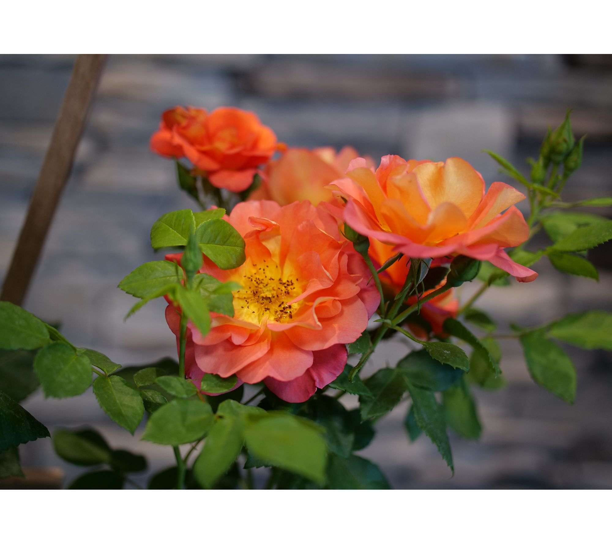 Roberta's Climbing Rose Rise Up Proven Winners ilac 1pc - QVC.com