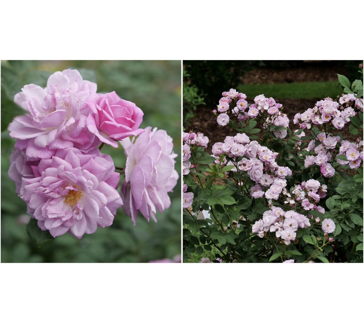 Roberta's Climbing Rose Rise Up Proven Winners ilac 1pc