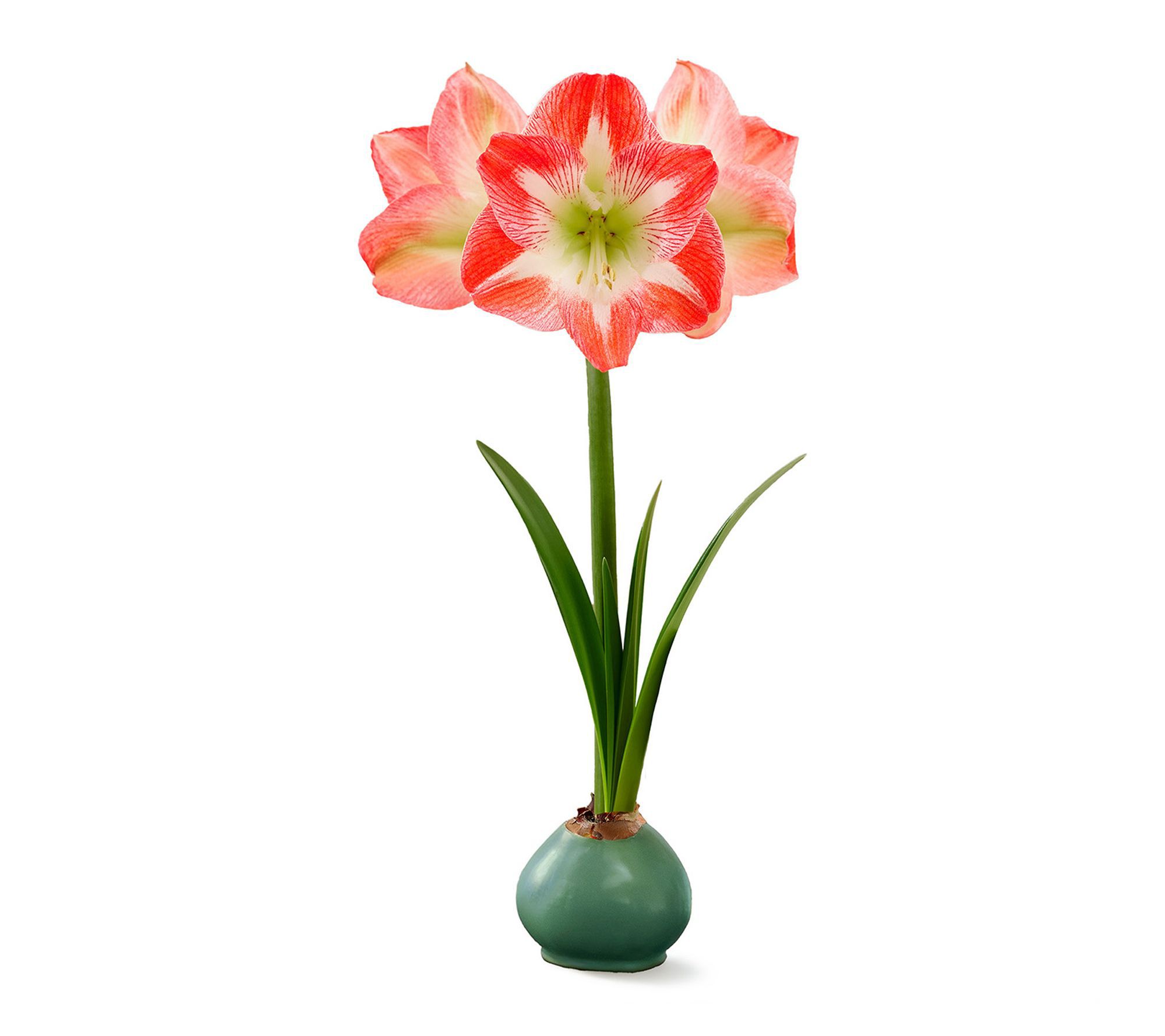 Van Zyverden XL Green Waxed Amaryllis Minerva Set of 1 Bulb