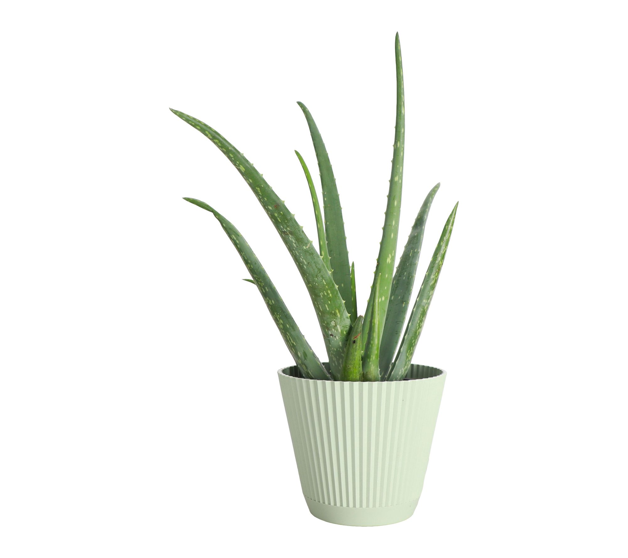 Thorsen's Greenhouse Live Aloe Vera Plant in Ruffle Pot