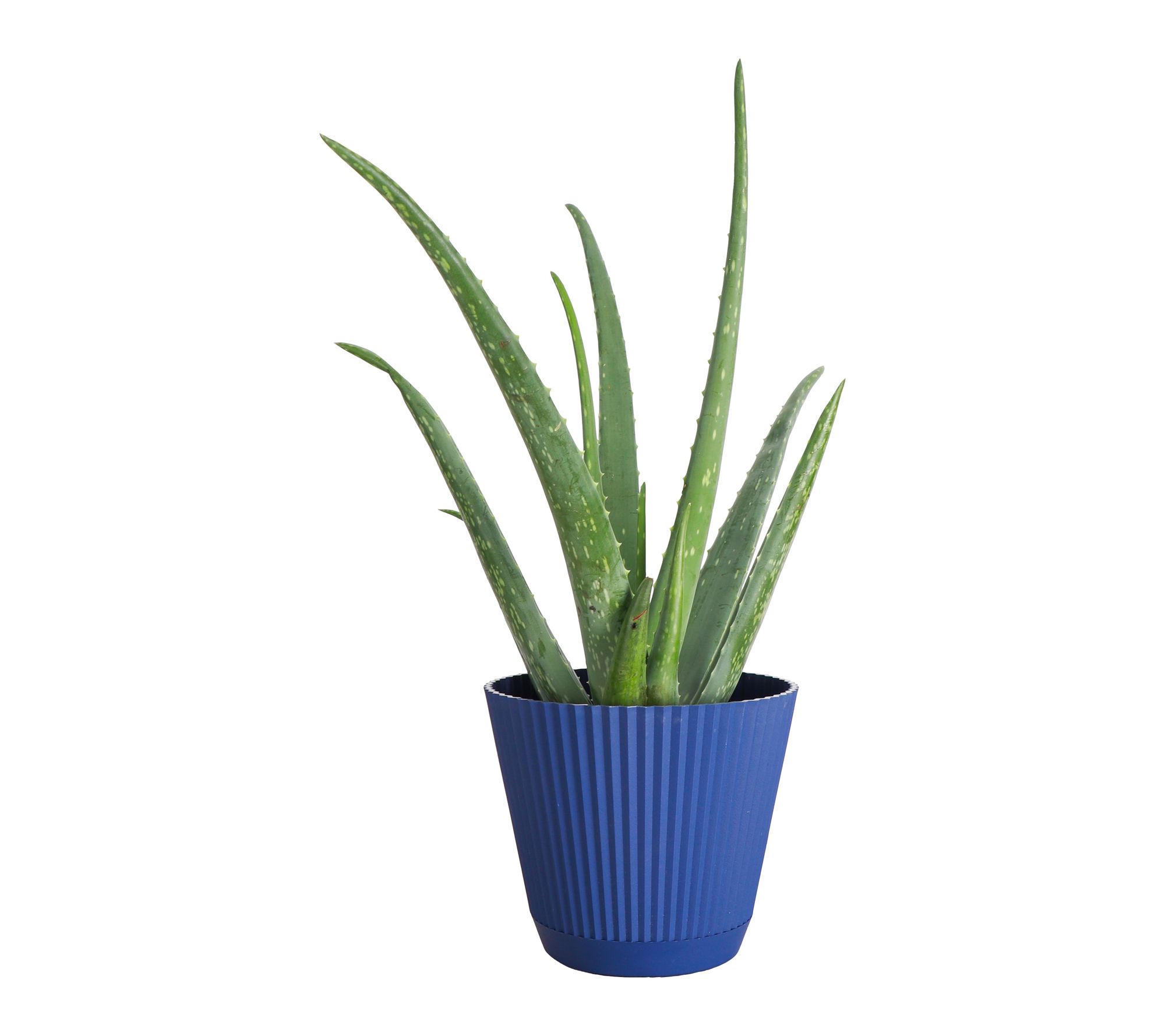 Thorsen's Greenhouse Live Aloe Vera Plant in Ruffle Pot
