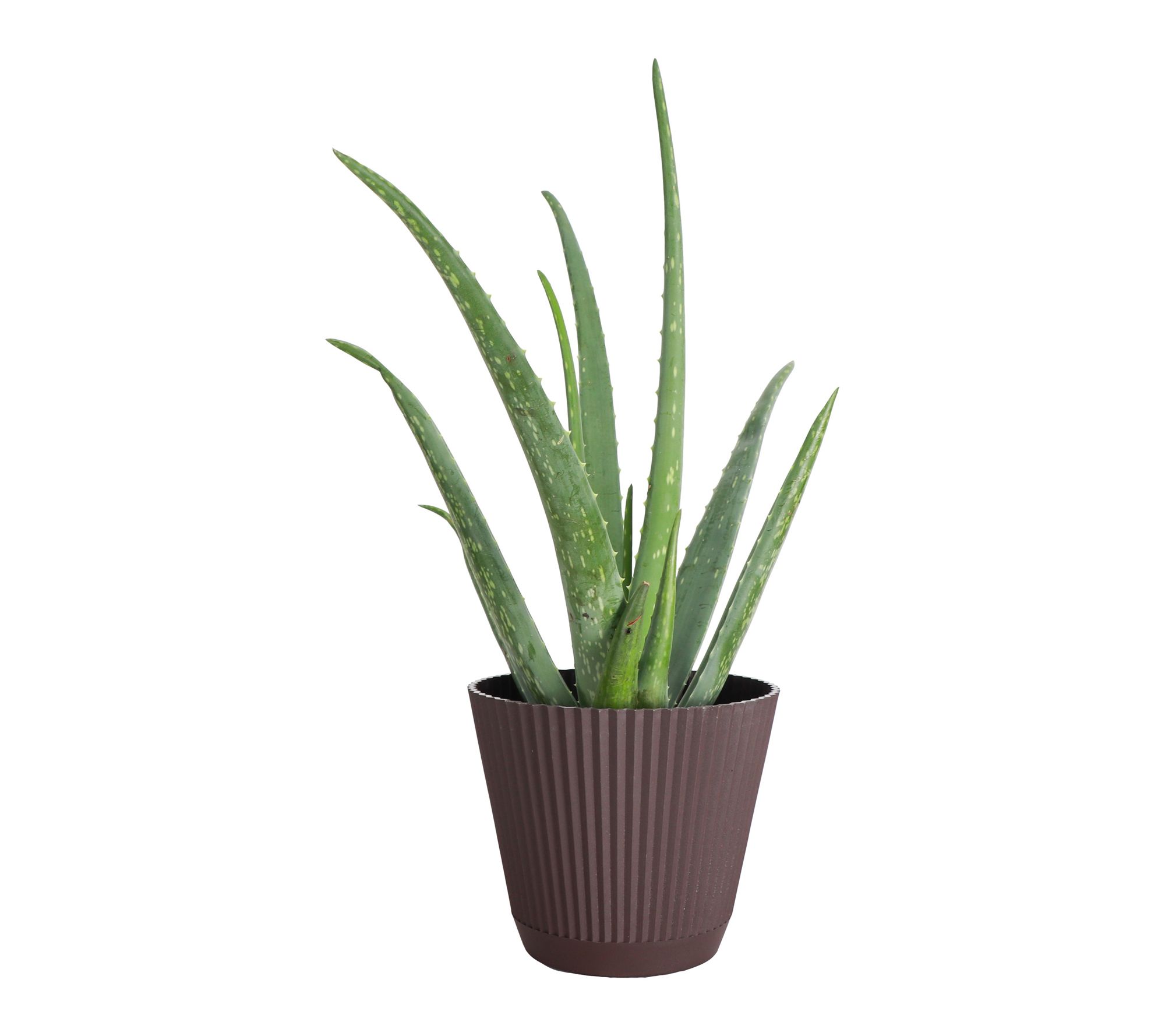 Thorsen's Greenhouse Live Aloe Vera Plant in Ruffle Pot
