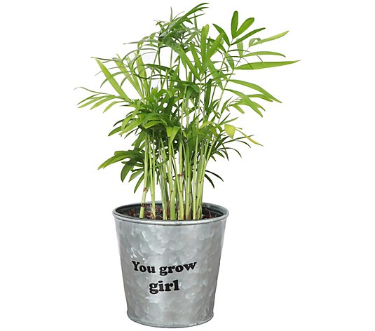 Thorsen's Greenhouse Live 4" Parlor Palm in YouGrow Girl Pot