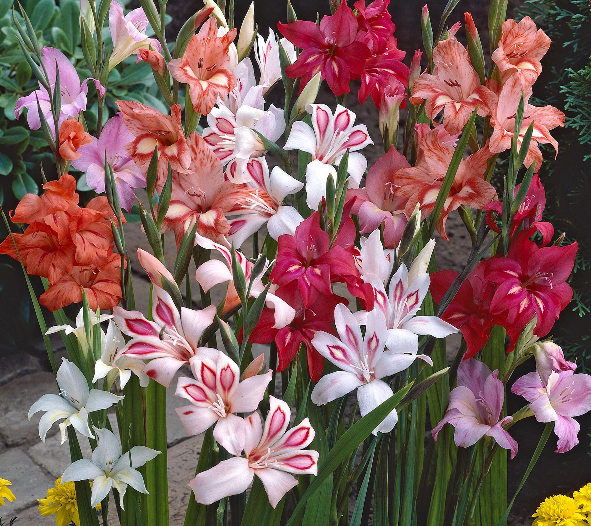 Roberta's 30-Piece Winter Hardy Sub-Zero Gladiola Mixture