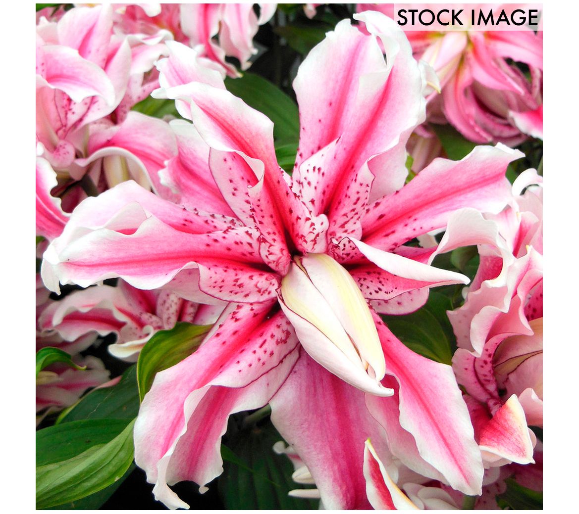 Van Zyverden Rose Lilies Magic Star Set of 7 Bulbs