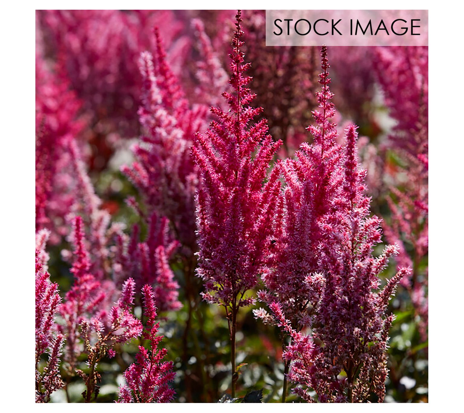 Van Zyverden Astilbe Mighty Chocolate Cherry Set of 3 Roots