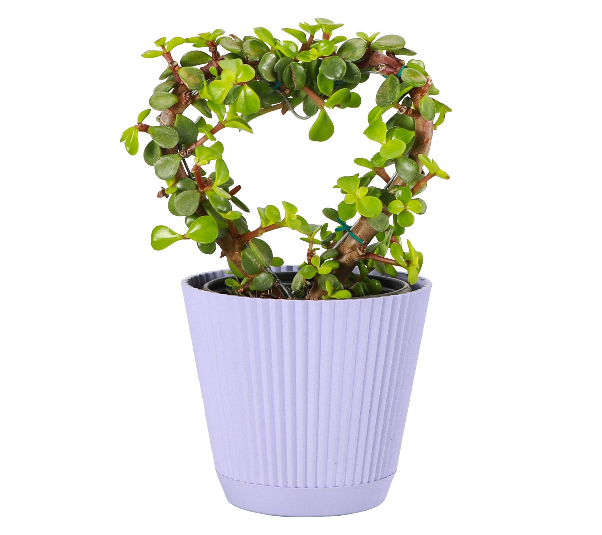 Thorsen's Greenhouse Live Jade Heart Bonsai Plant