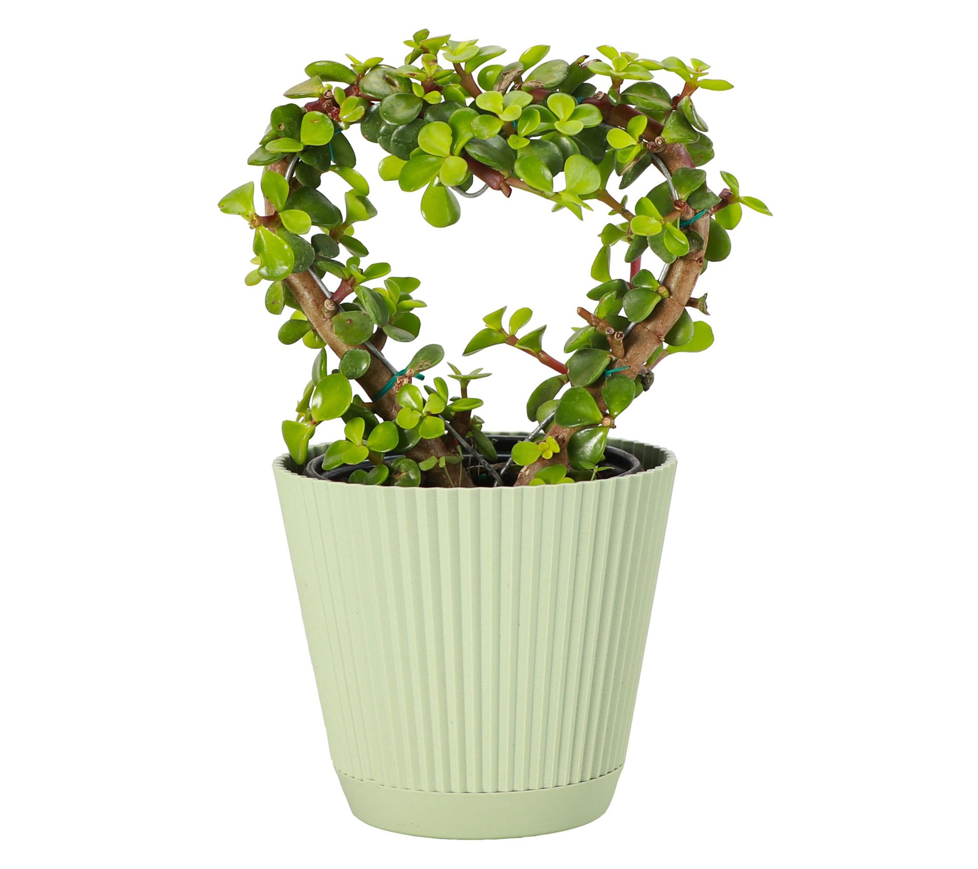 Thorsen's Greenhouse Live Jade Heart Bonsai Plant