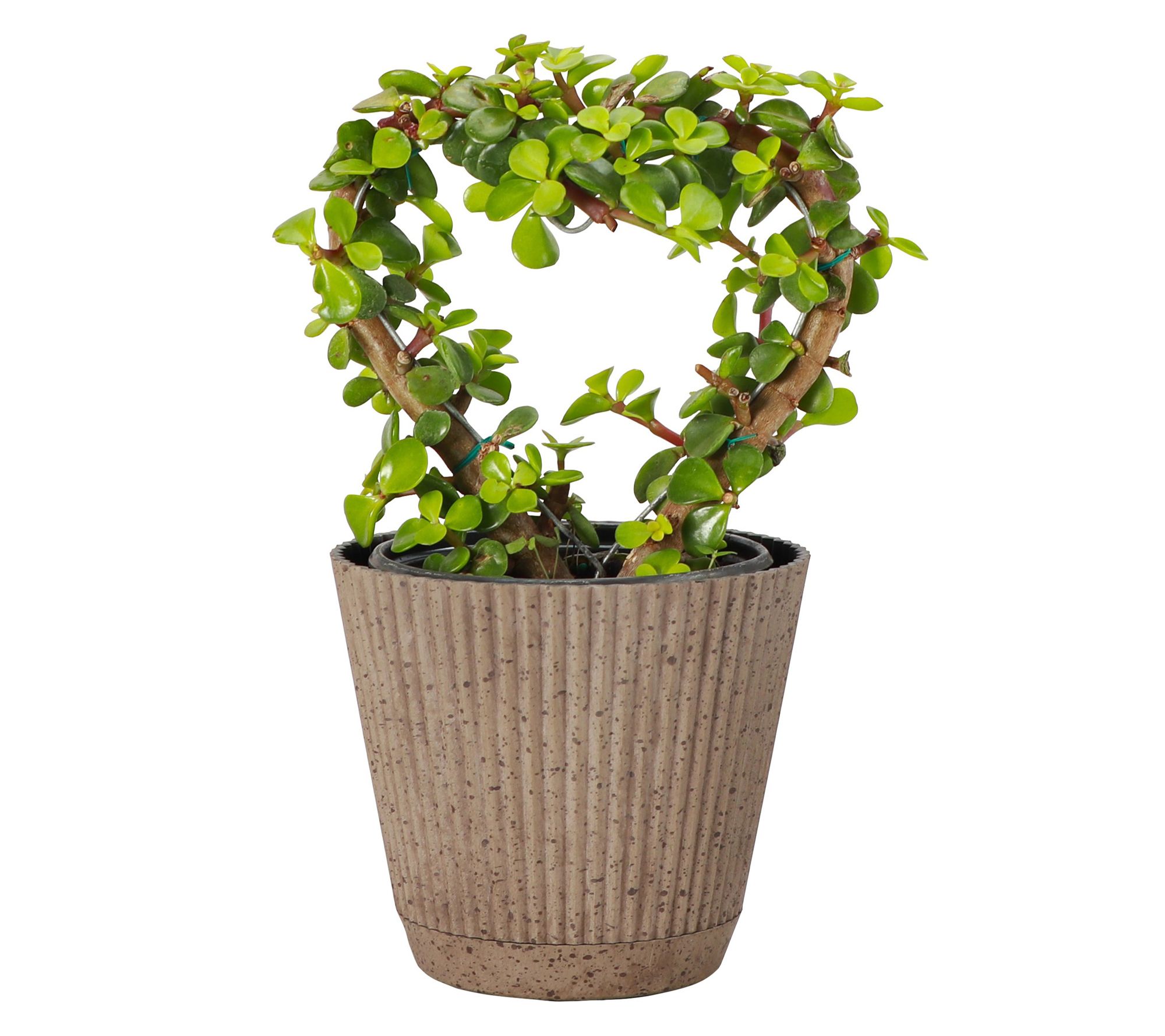 Thorsen's Greenhouse Live Jade Heart Bonsai Plant