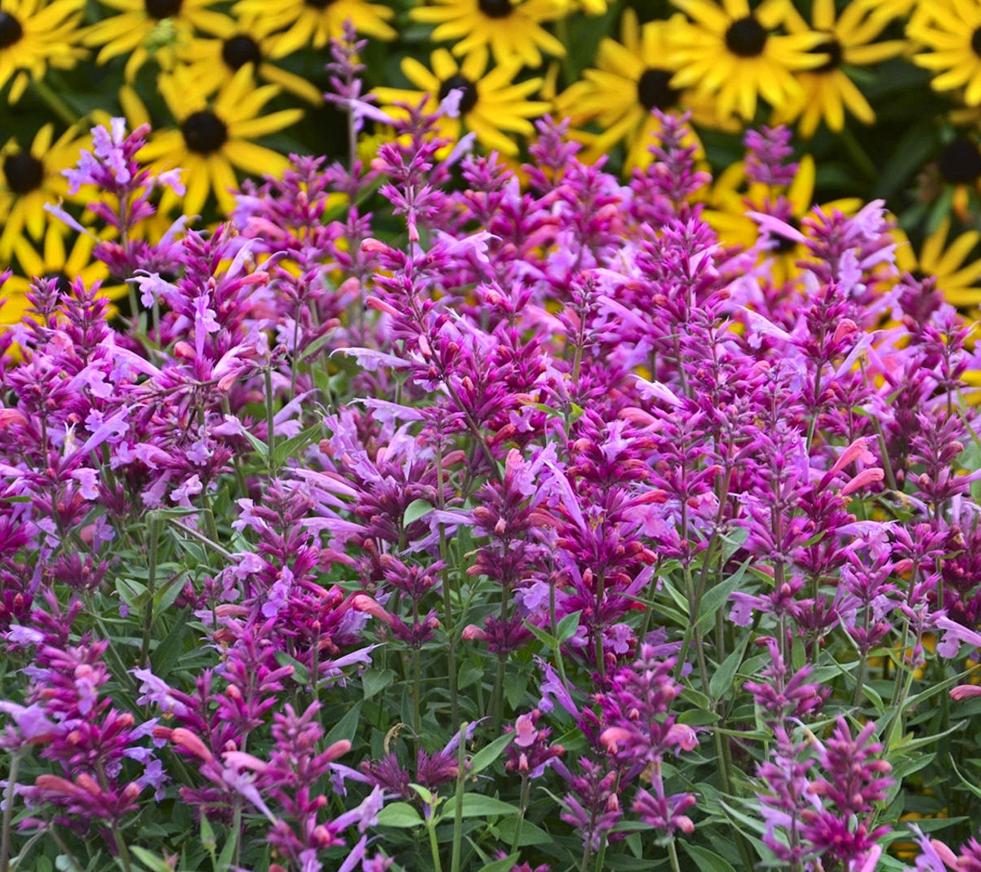 Cottage Farms 3pc Rosie Posie Hummingbird Mint