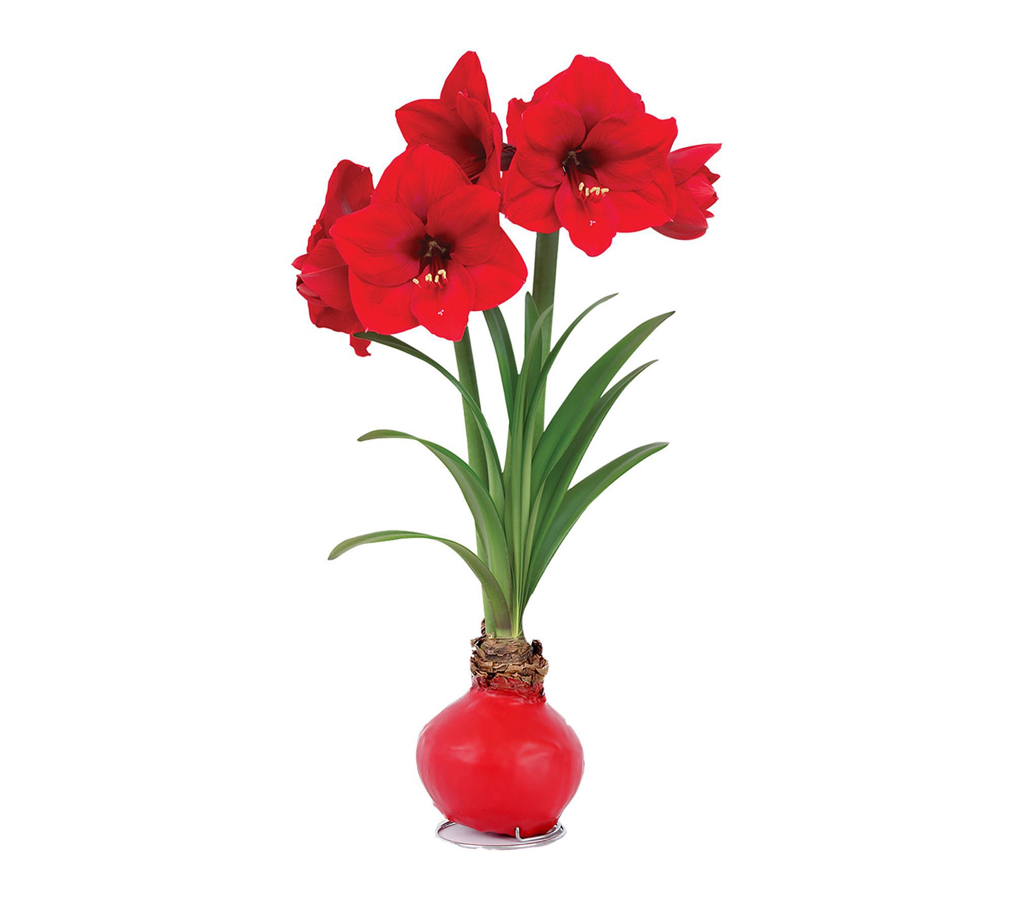 Van Zyverden XL Red Waxed Amaryllis Red Lion Set of 1 Bulb