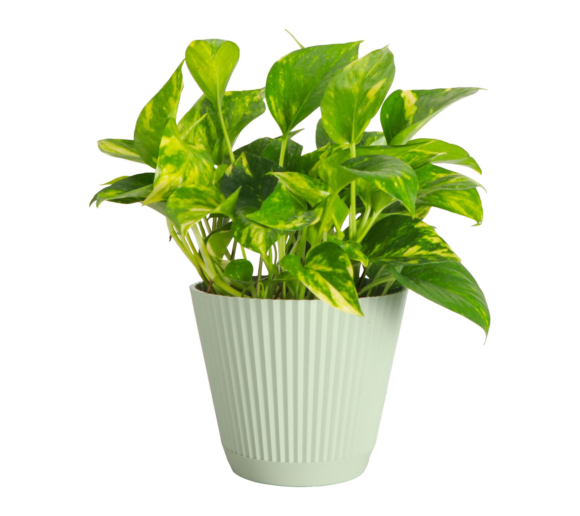 Thorsen's Greenhouse Live Golden Pothos Plant in Ruffle Pot