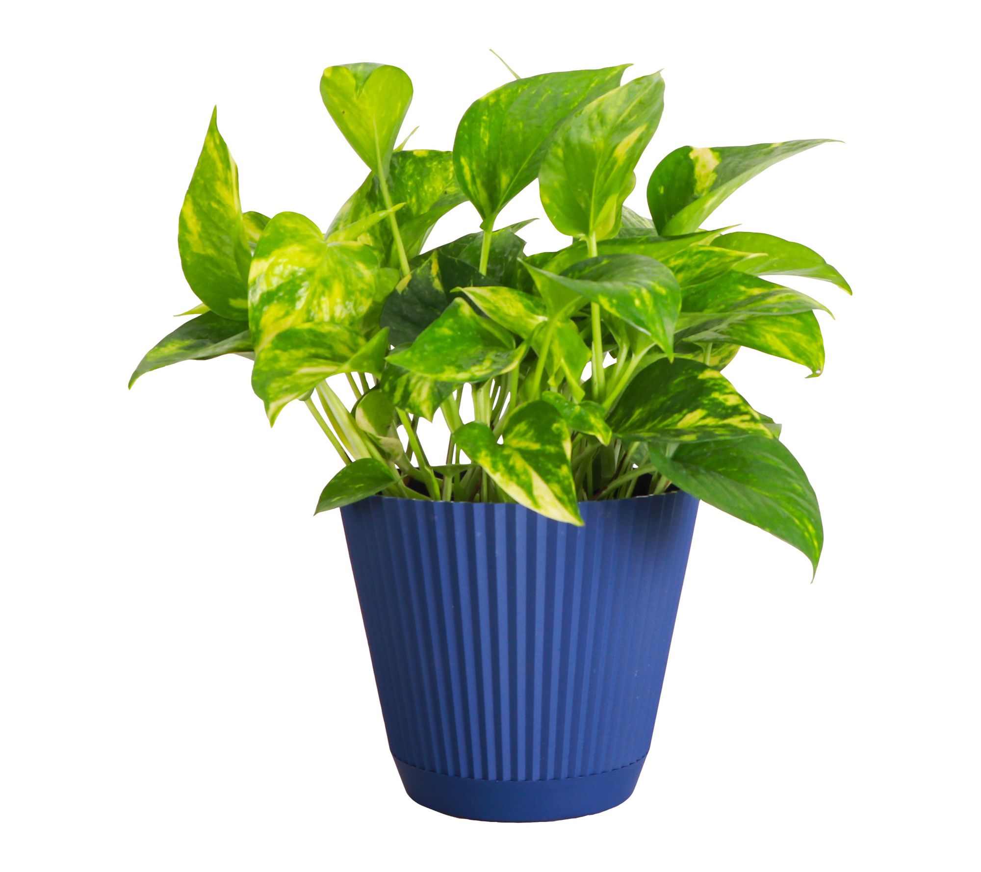 Thorsen's Greenhouse Live Golden Pothos Plant in Ruffle Pot