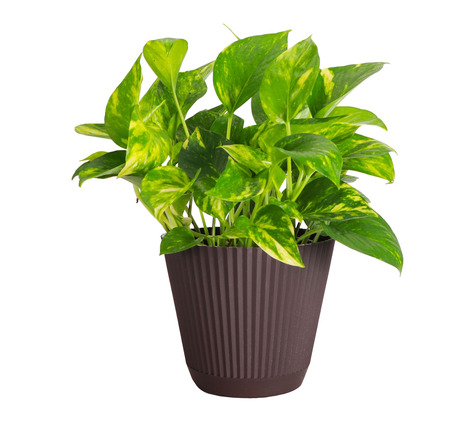 Thorsen's Greenhouse Live Golden Pothos Plant in Ruffle Pot