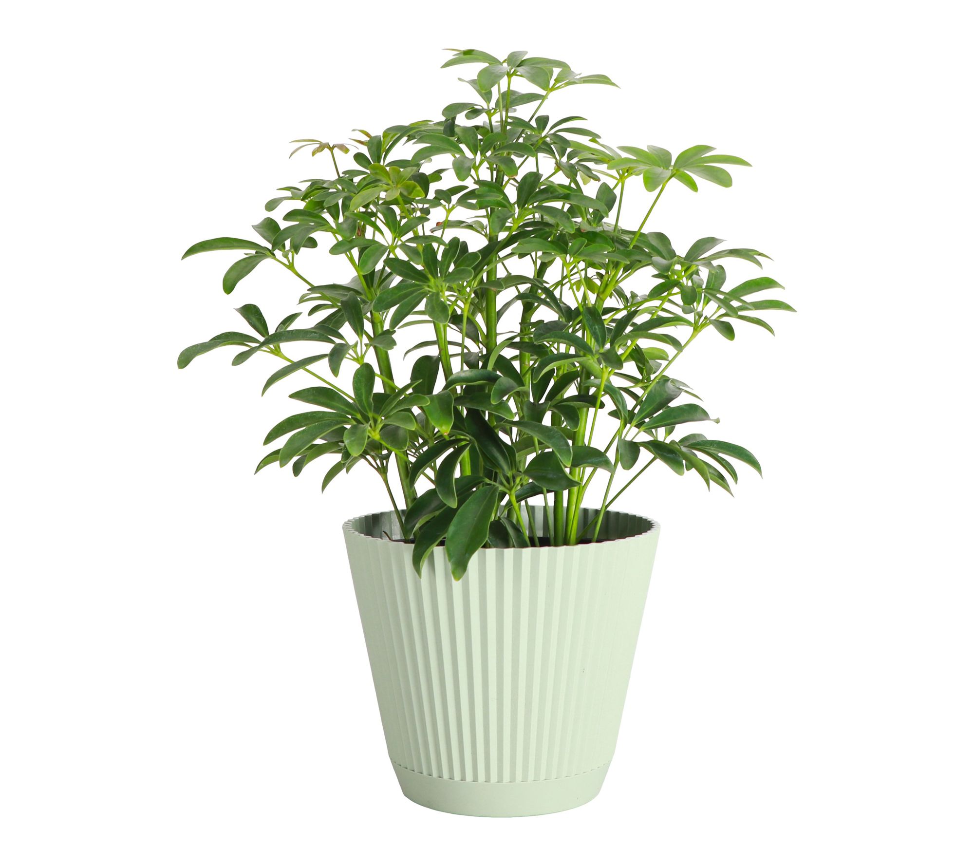 Thorsen's Greenhouse 6" Live Arboricola Plant in Ruffle Pot
