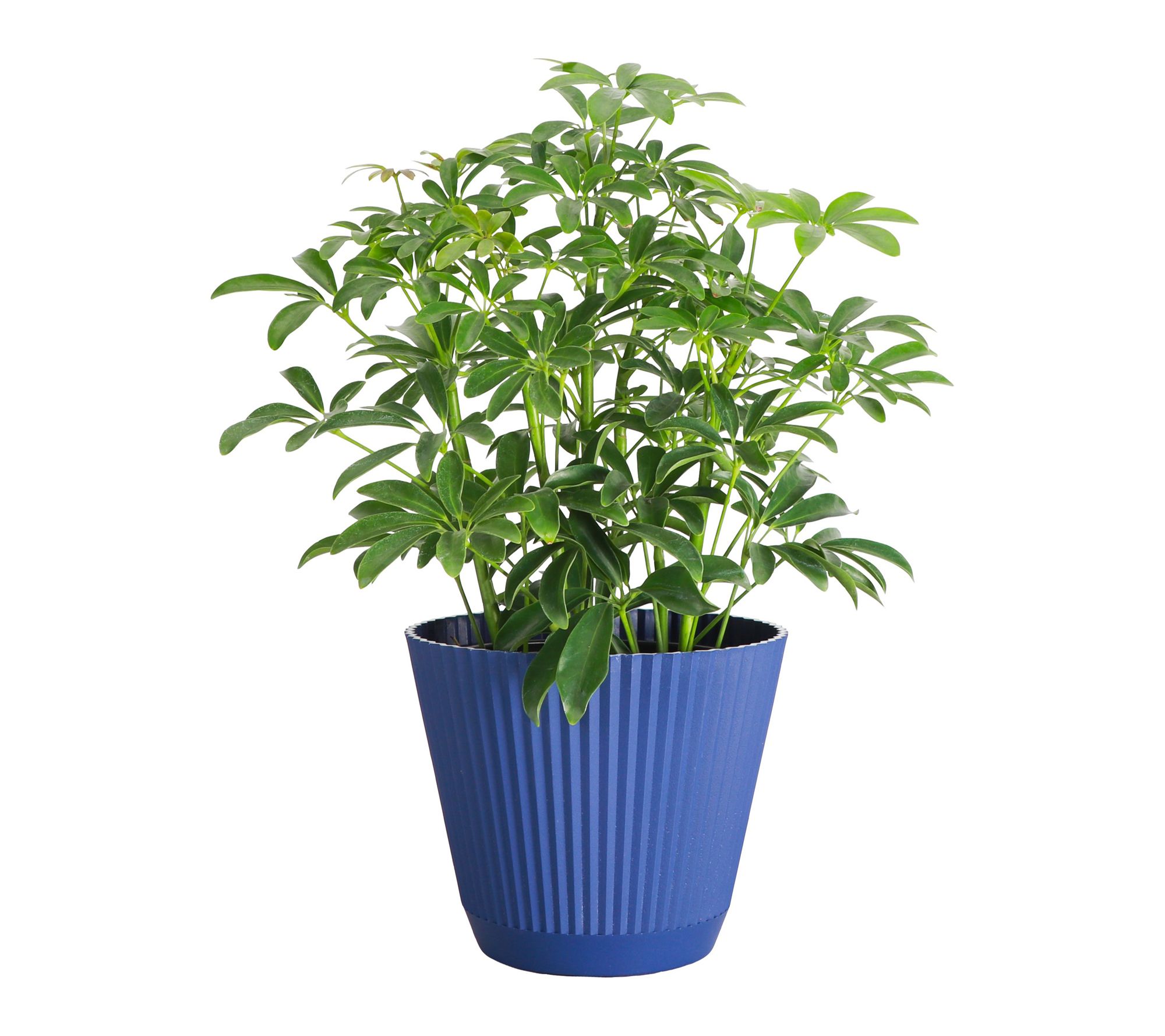 Thorsen's Greenhouse 6" Live Arboricola Plant in Ruffle Pot