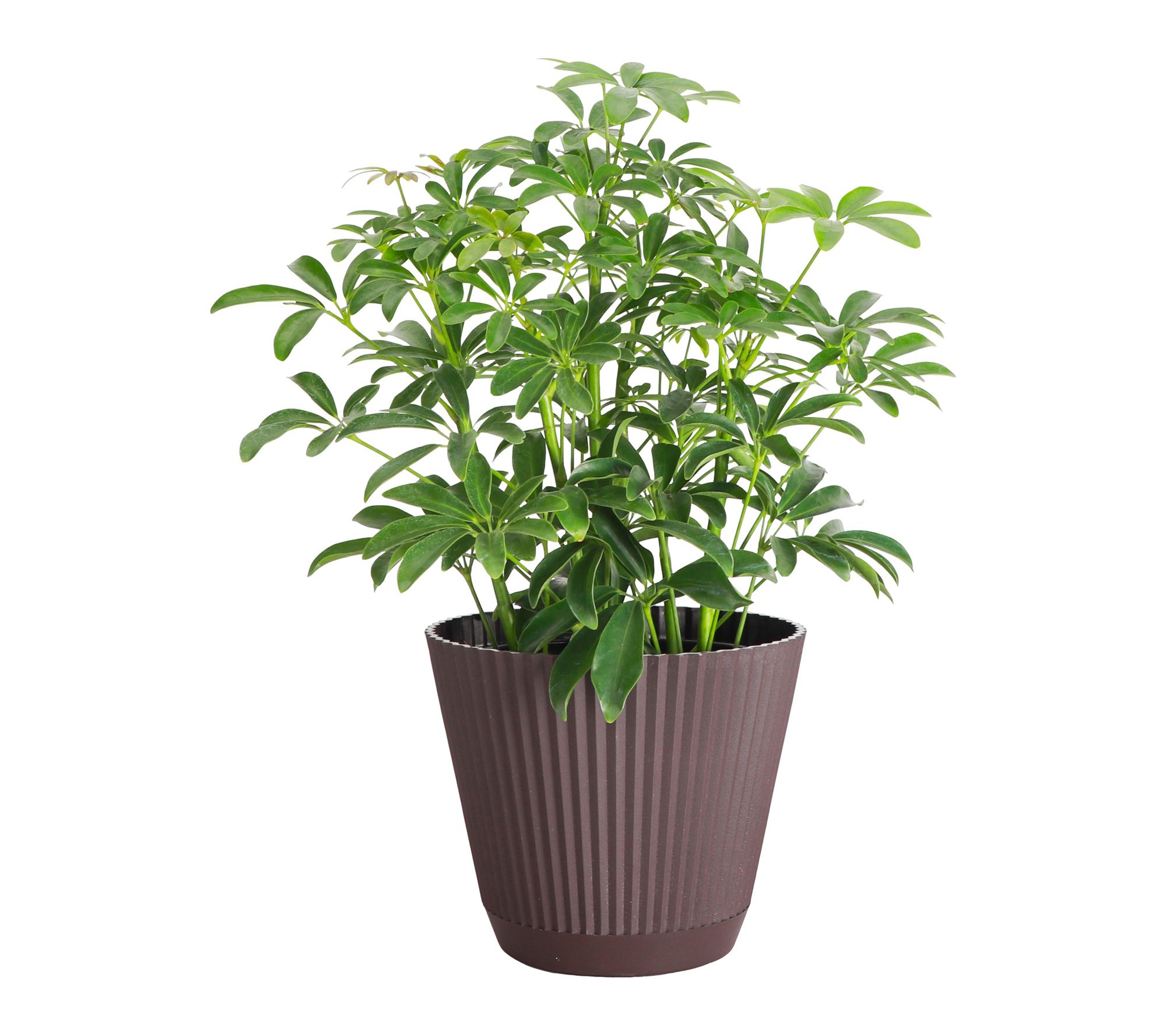 Thorsen's Greenhouse 6" Live Arboricola Plant in Ruffle Pot