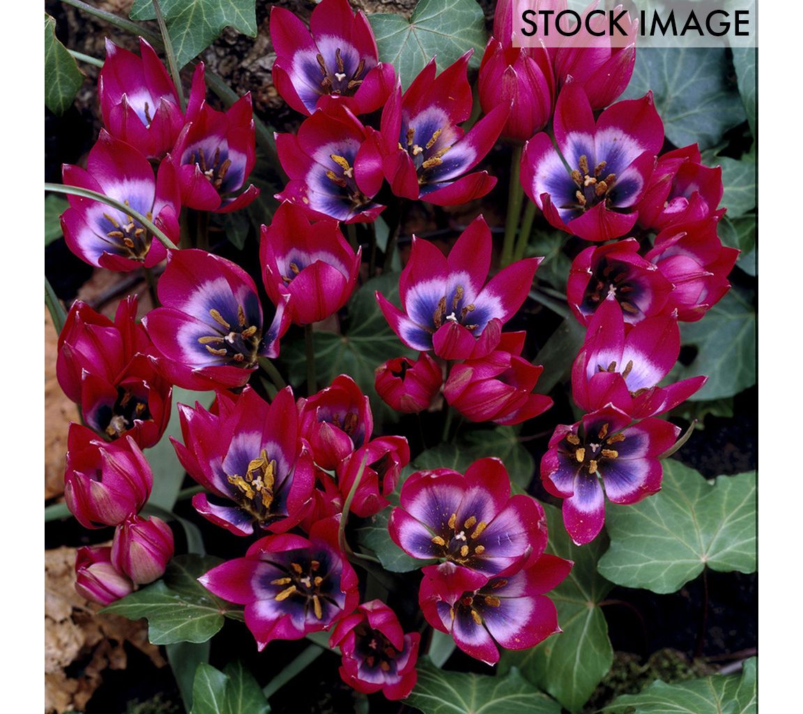Van Zyverden Tulips Little Beauty Set of 12 Bulbs