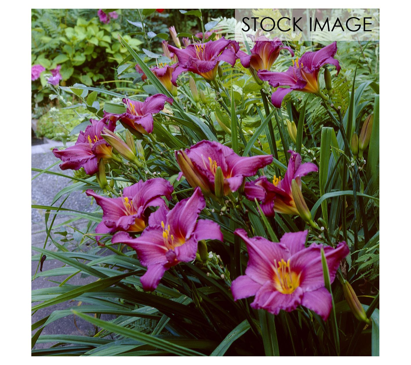 Van Zyverden Daylilies Summer Wine Set of 5 Roots