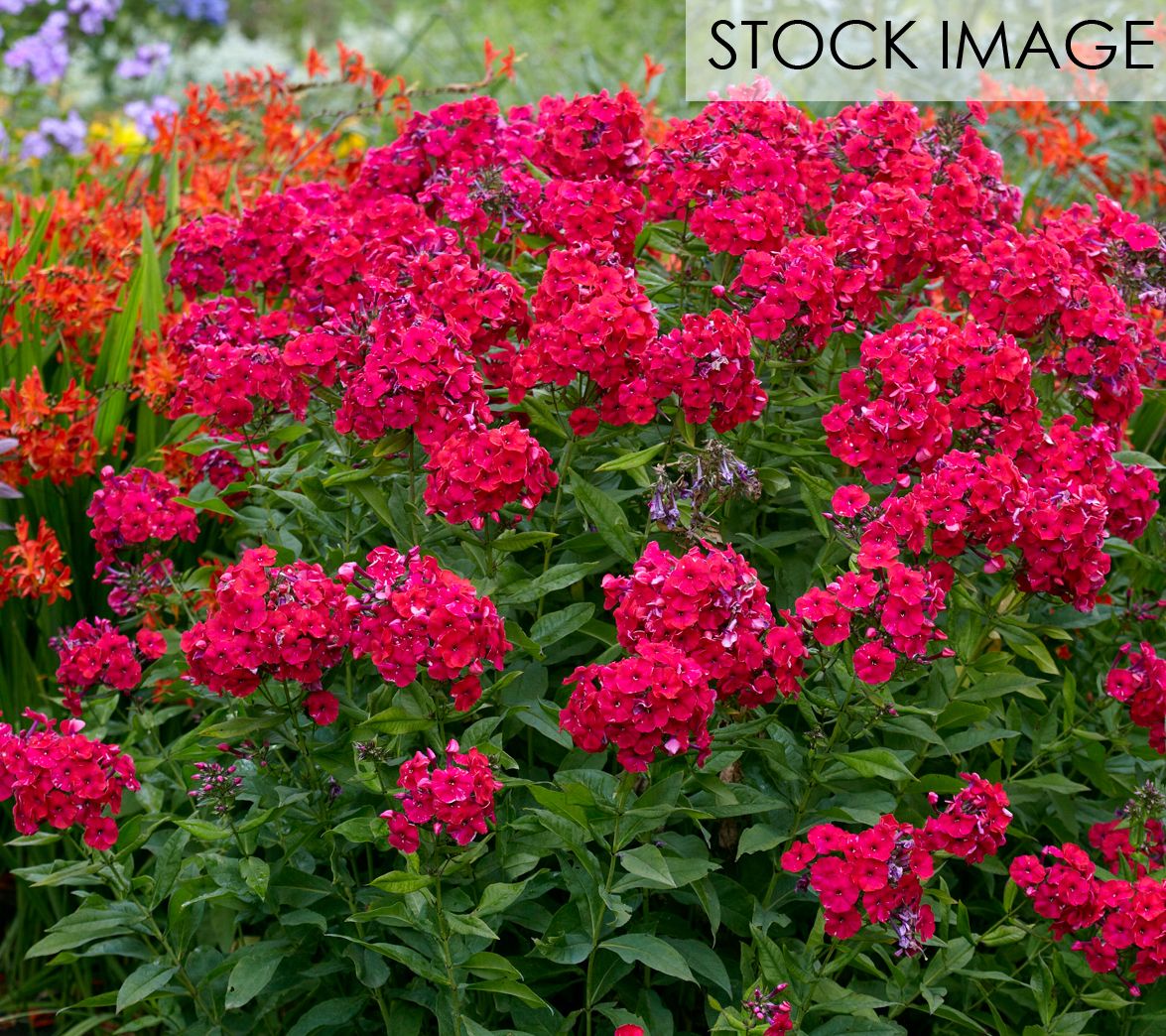 Van Zyverden Tall Phlox Red Riding Hood Set of5 Roots - QVC.com