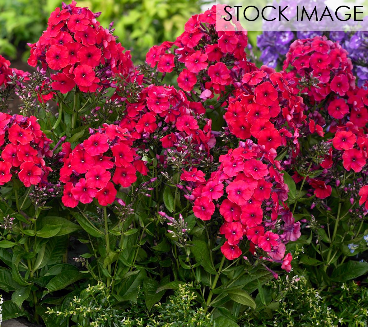 Van Zyverden Tall Phlox Red Riding Hood Set of5 Roots