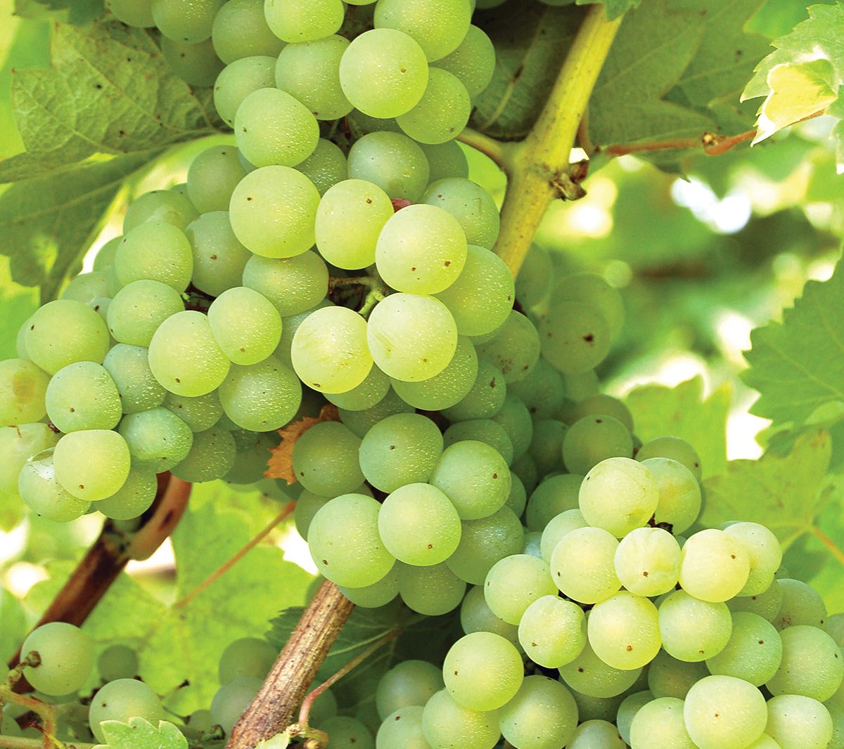 Van Zyverden Grapes Niagara Set of 1 Plant