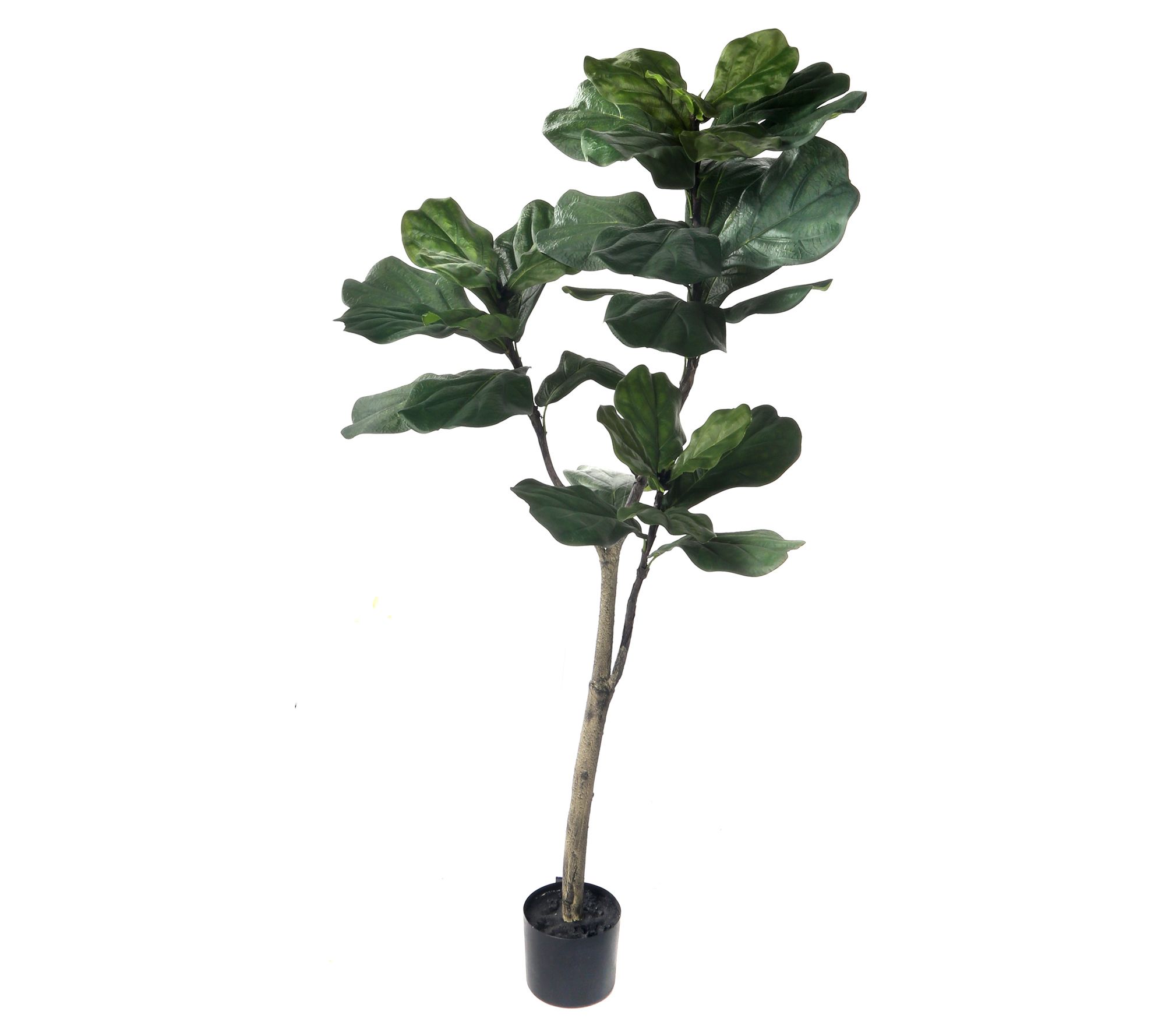 5' Potted Giant Fiddle Leaf Tree by Valerie