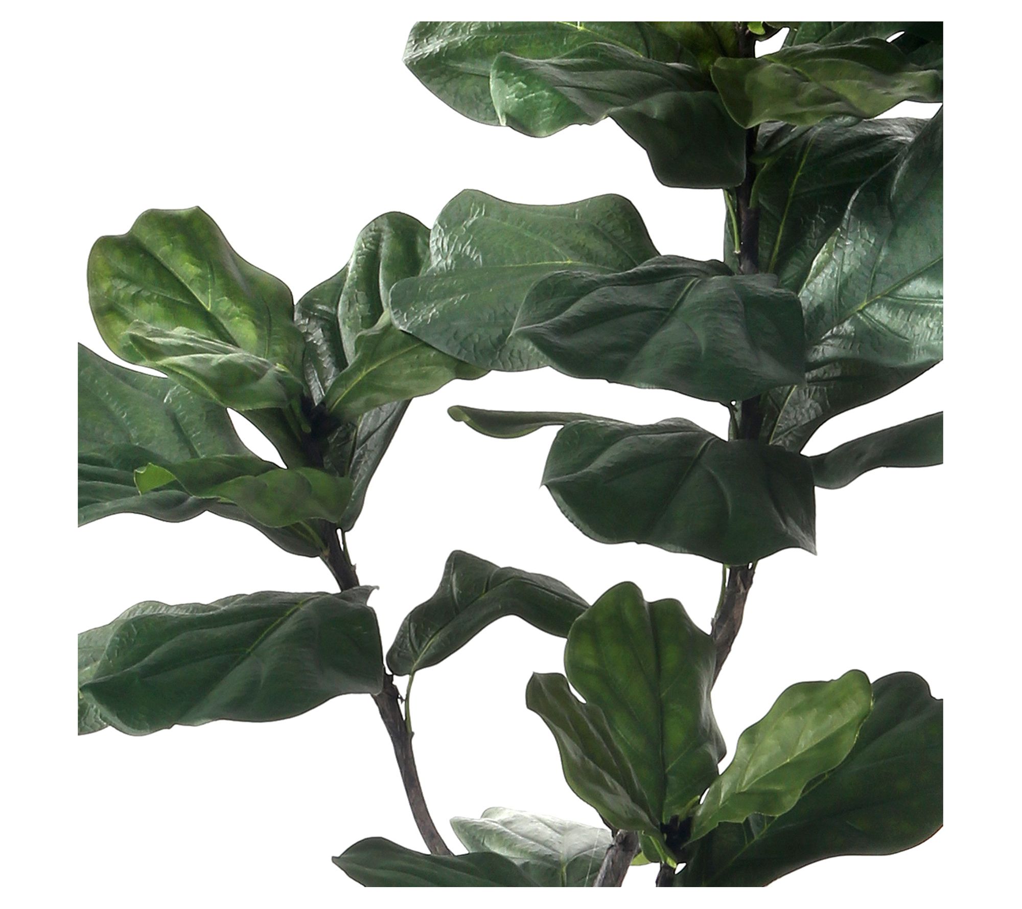 5' Potted Giant Fiddle Leaf Tree by Valerie