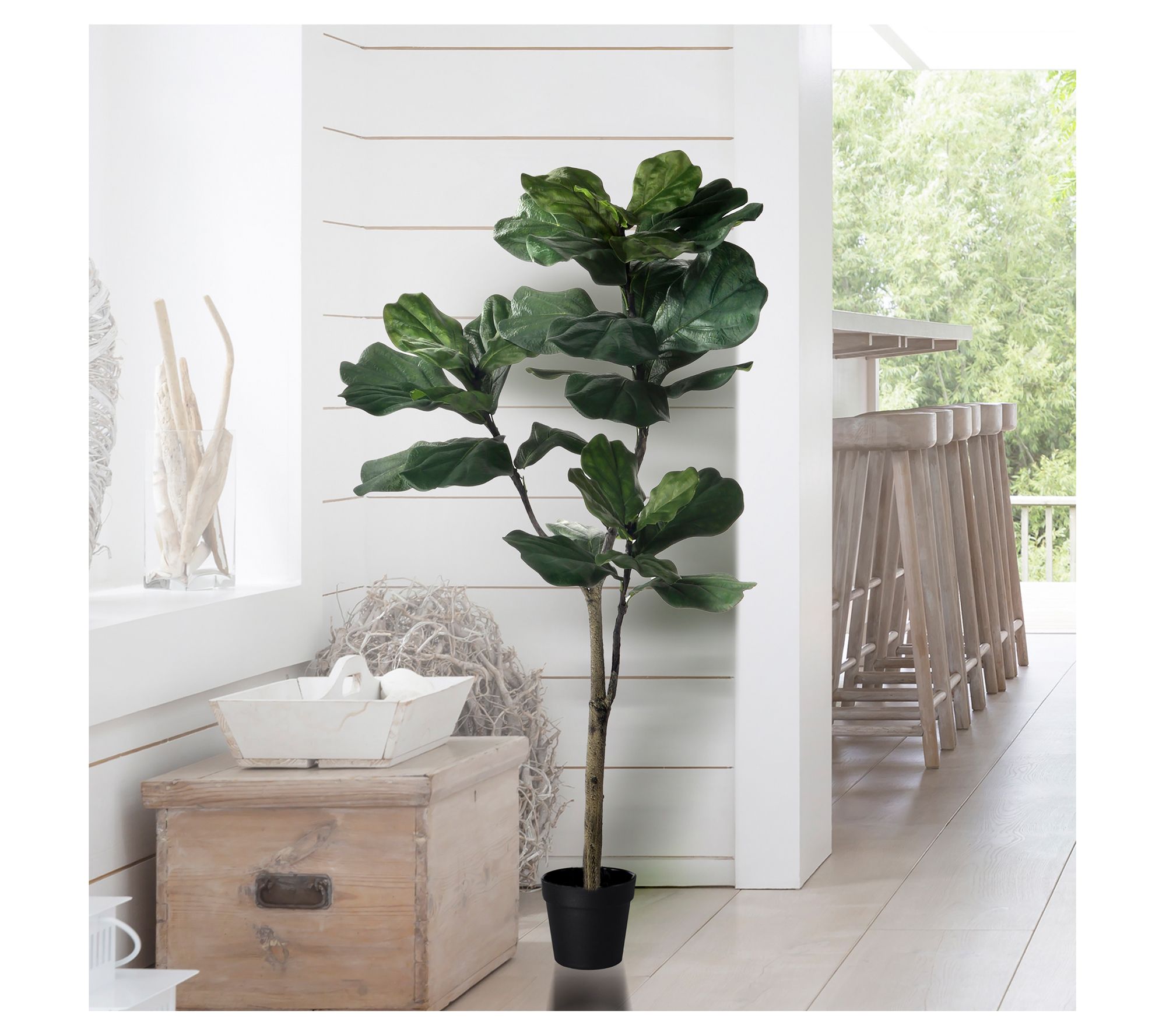 5' Potted Giant Fiddle Leaf Tree by Valerie