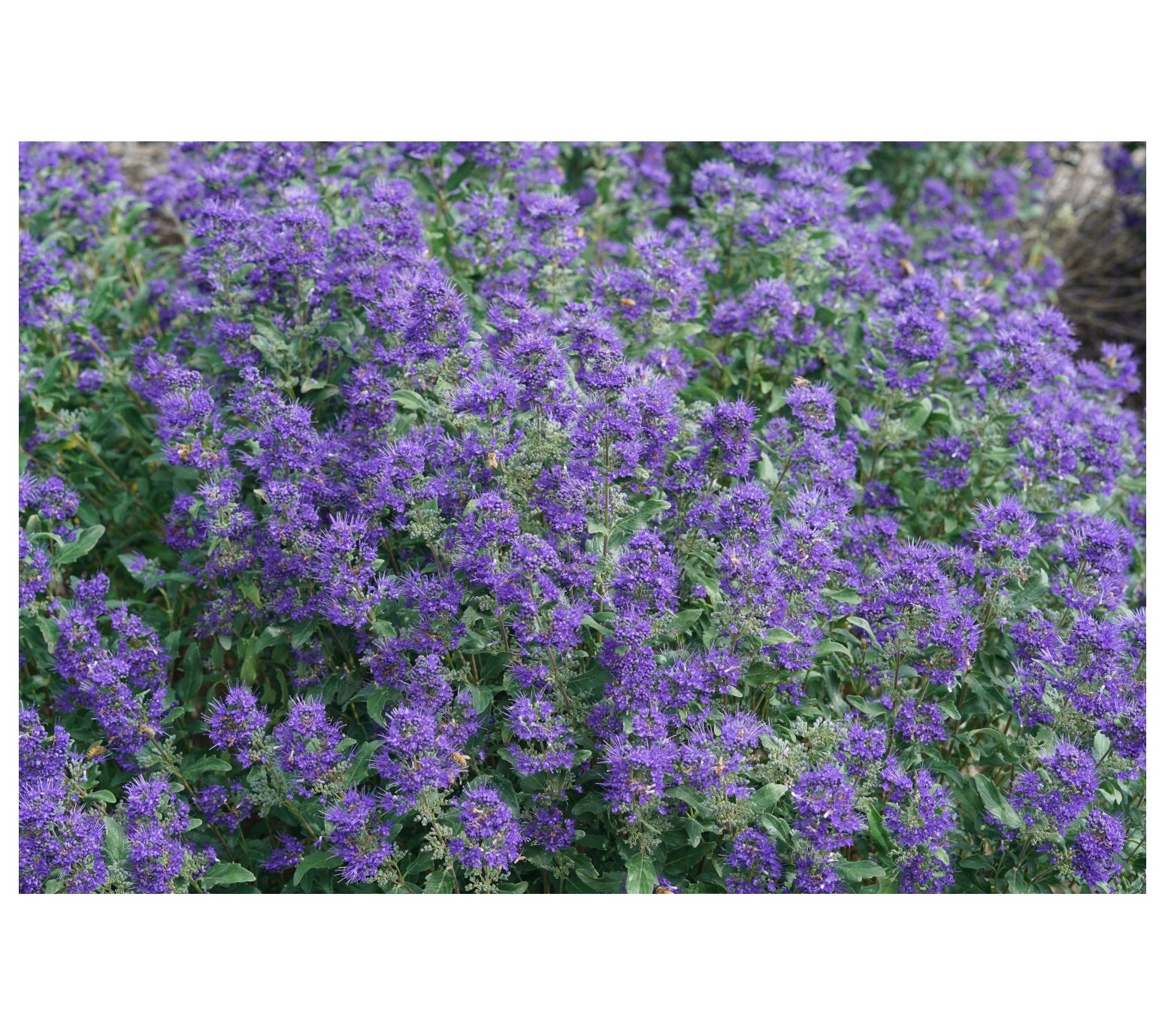 Roberta's 1pc Bluebeard or Caryopteris Beyond Midnight Blue