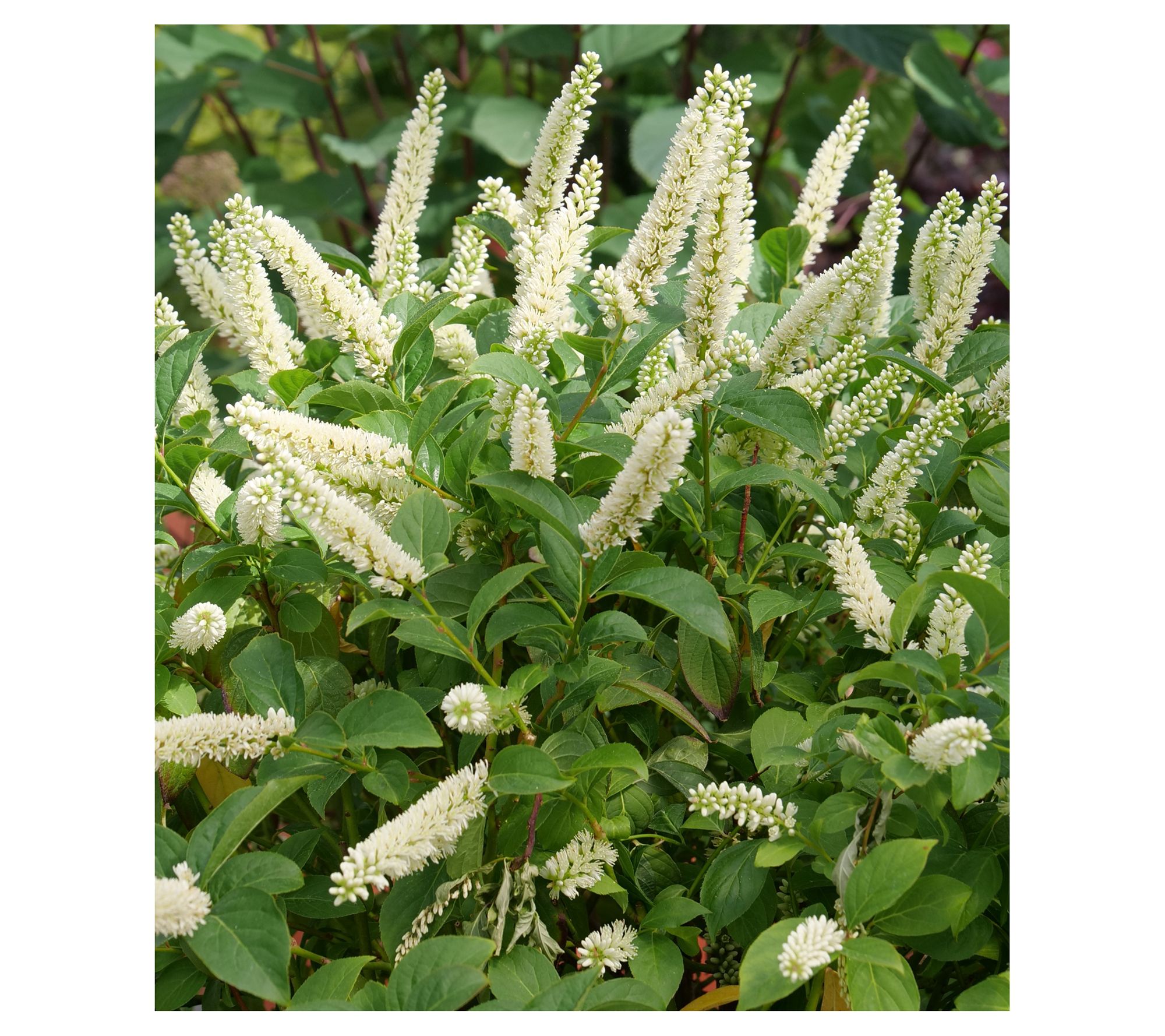 Roberta's Sweetspire Fizzy Mizzy White 1pc