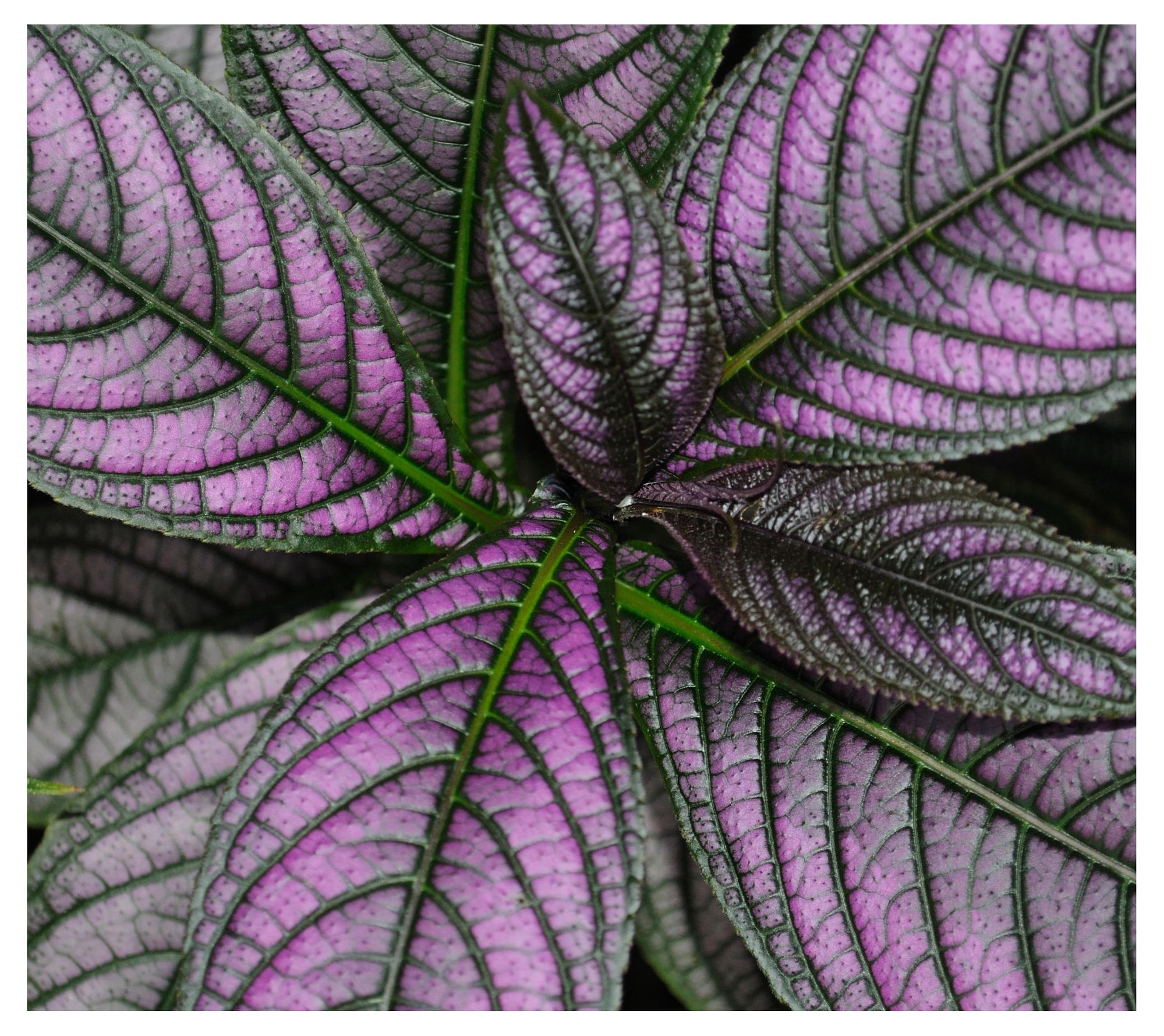 Cottage Farms 3-Piece Purple Persian Shield