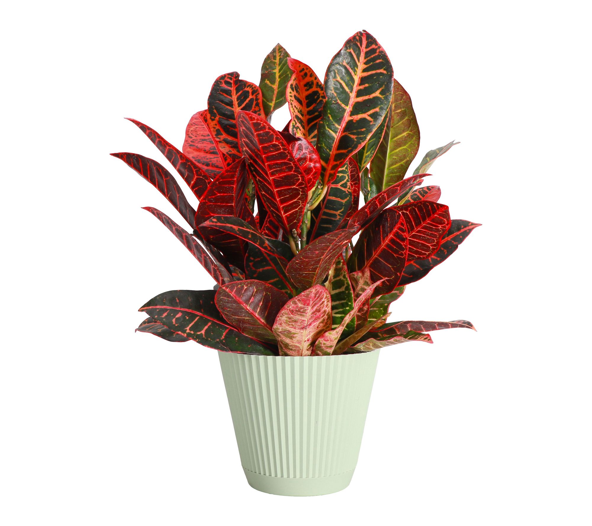 Thorsen's Greenhouse Live 6" Petra Croton Plant in Ruffle Pot