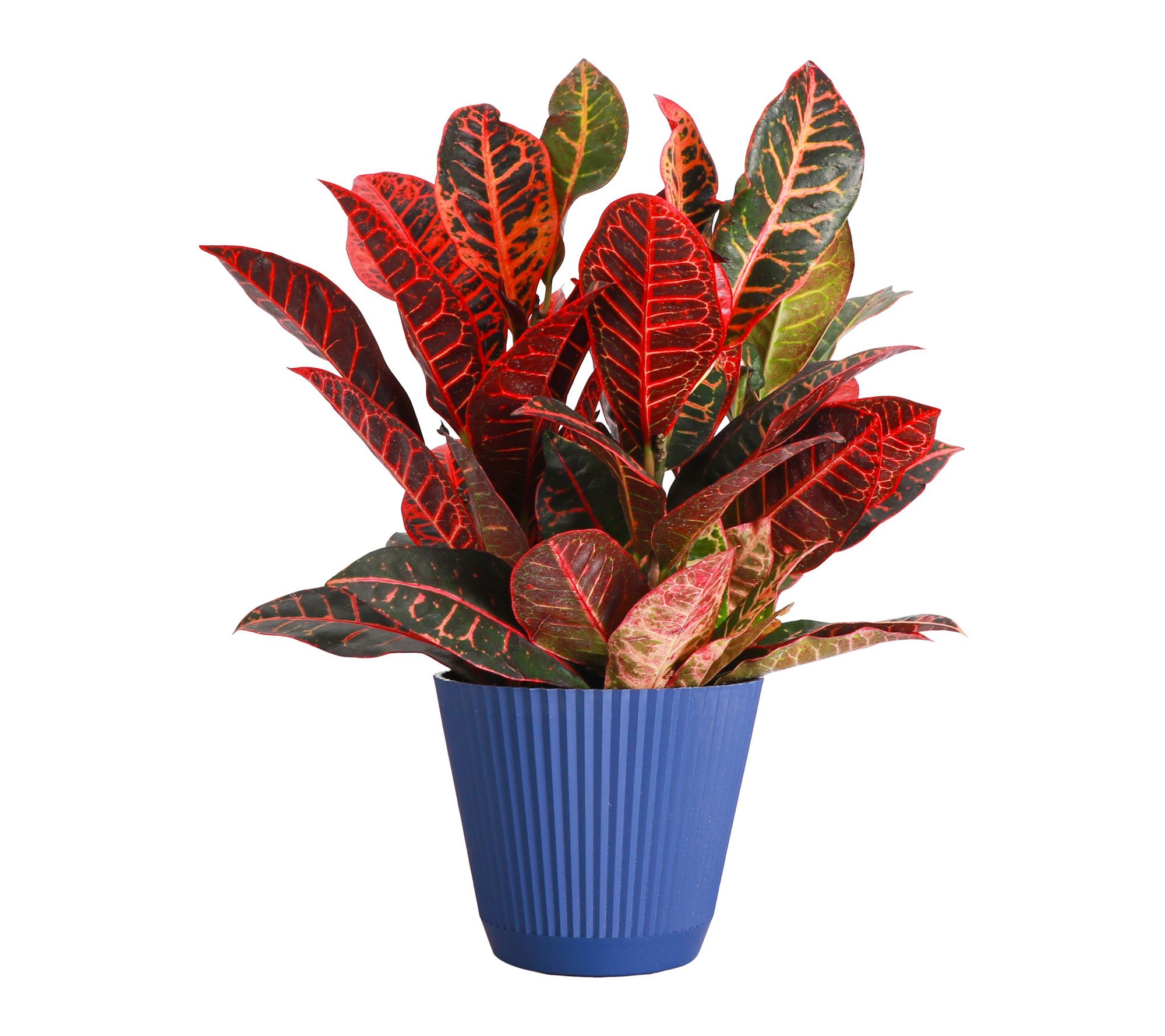Thorsen's Greenhouse Live 6" Petra Croton Plant in Ruffle Pot