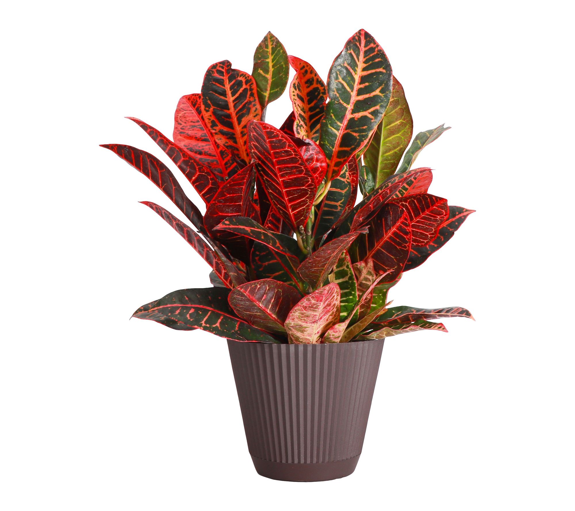 Thorsen's Greenhouse Live 6" Petra Croton Plant in Ruffle Pot