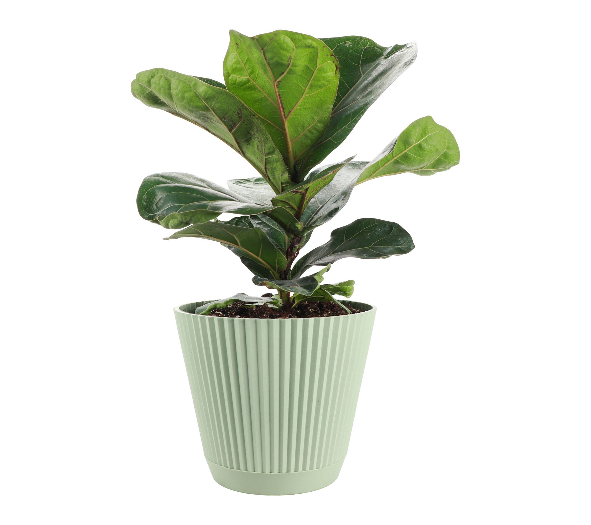Thorsen's Greenhouse  6" Live Fiddle Leaf Fig in Ruffle Pot
