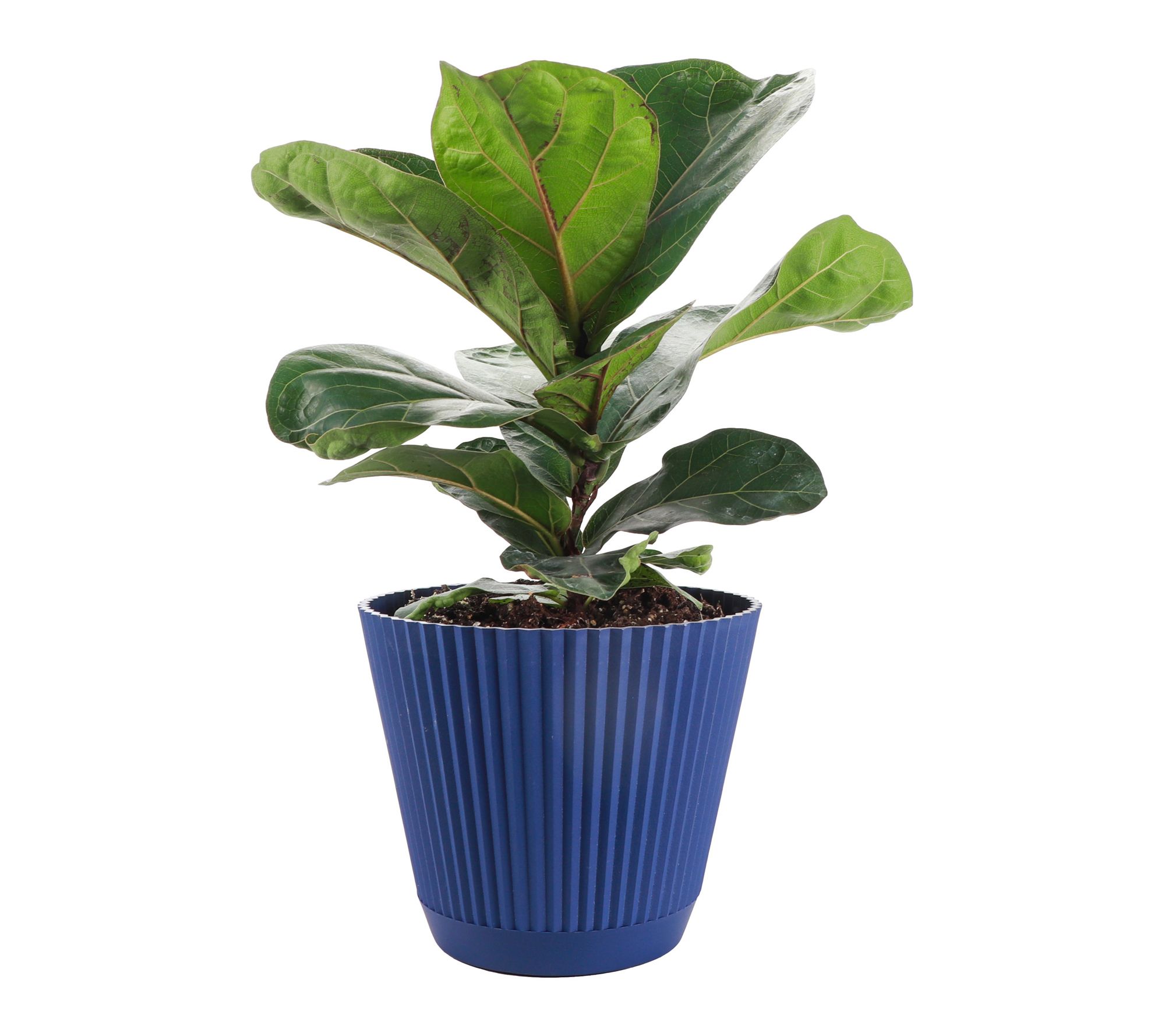 Thorsen's Greenhouse  6" Live Fiddle Leaf Fig in Ruffle Pot