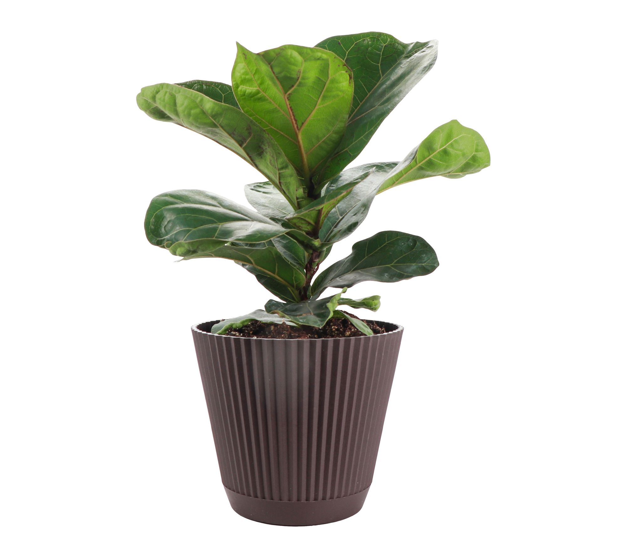 Thorsen's Greenhouse  6" Live Fiddle Leaf Fig in Ruffle Pot