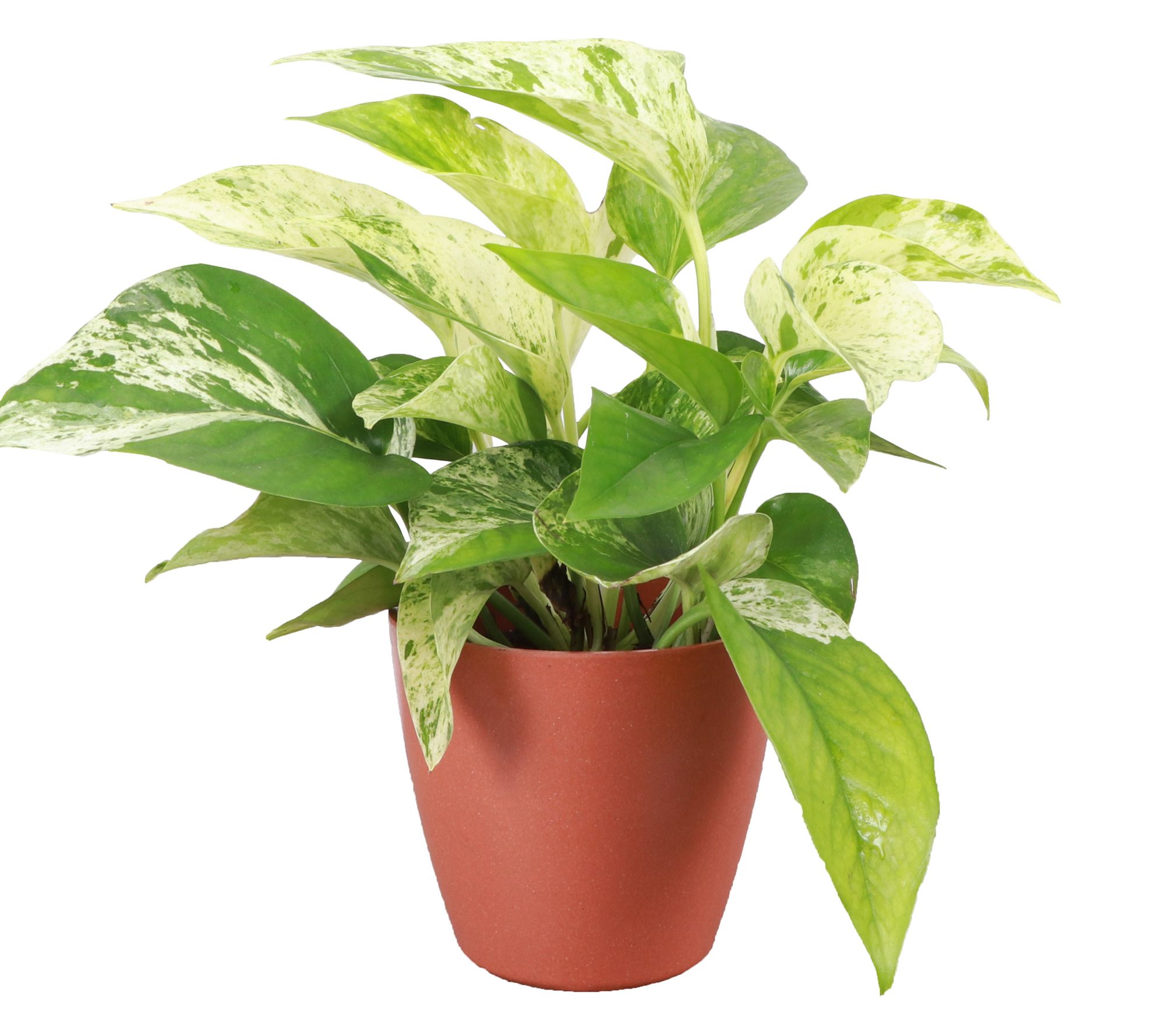 Thorsen's Greenhouse 4" Marble Queen Pothos, Biodegradable Pot