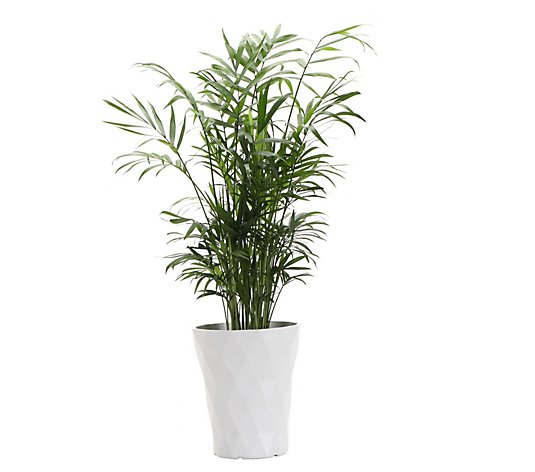 Thorsen's Greenhouse Live 4" Parlor Palm in Modern Pot