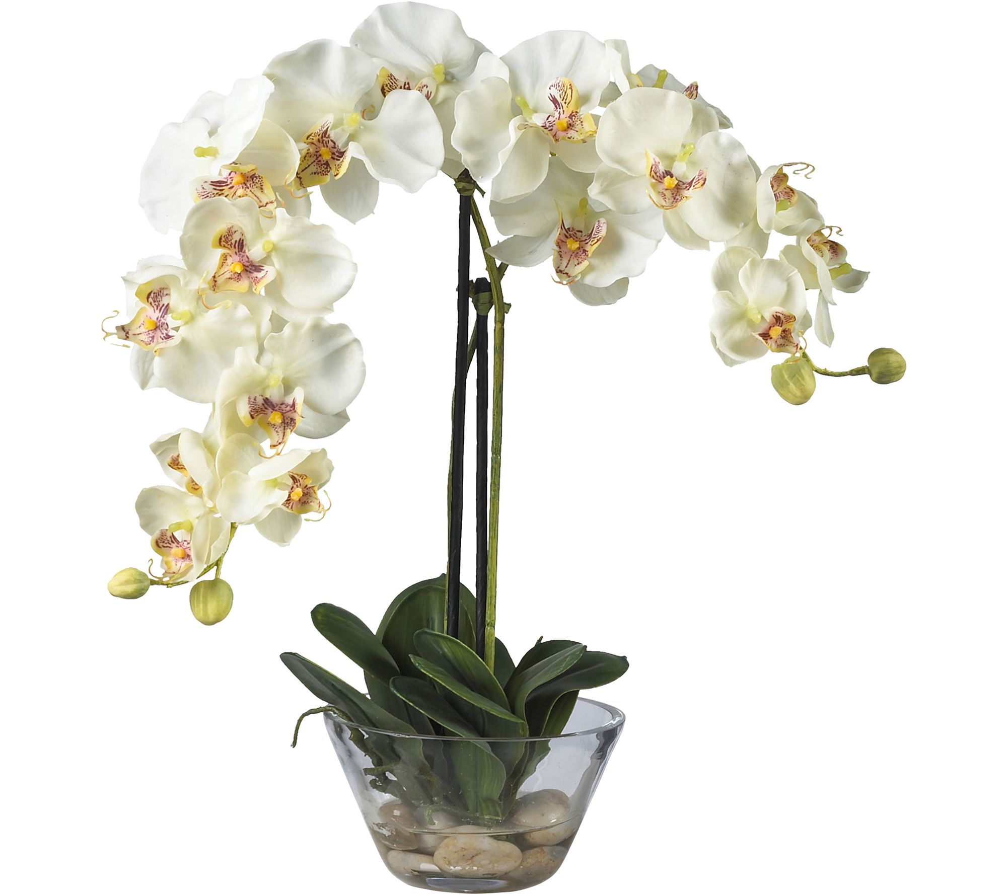18" Phalaenopsis in Glass Vase by Nearly Natural